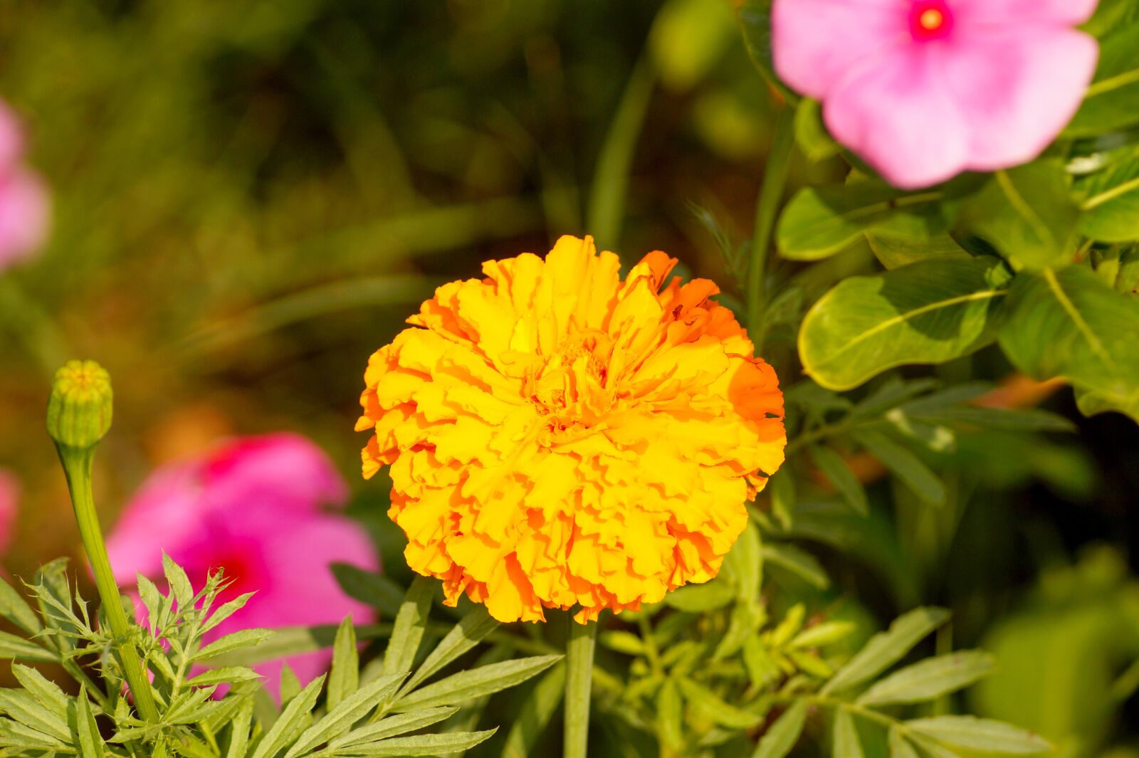 Sony DT 55-200mm F4-5.6 SAM sample photo. Marigold flower, flower, banthi photography