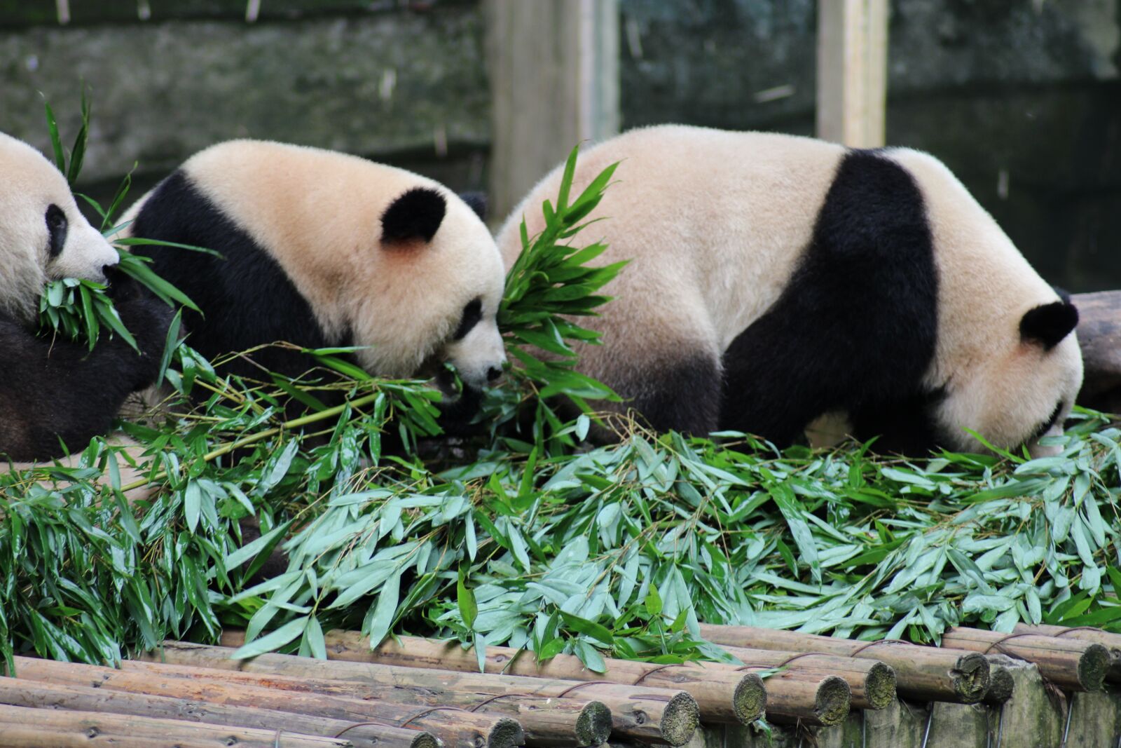Canon EOS 2000D (EOS Rebel T7 / EOS Kiss X90 / EOS 1500D) sample photo. China, panda, bear photography