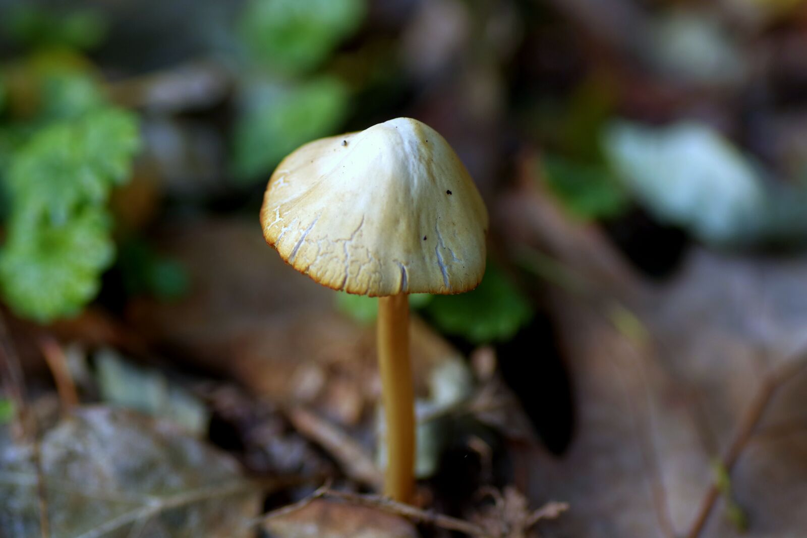Pentax K-S2 sample photo. Mushroom, hat, laminar photography