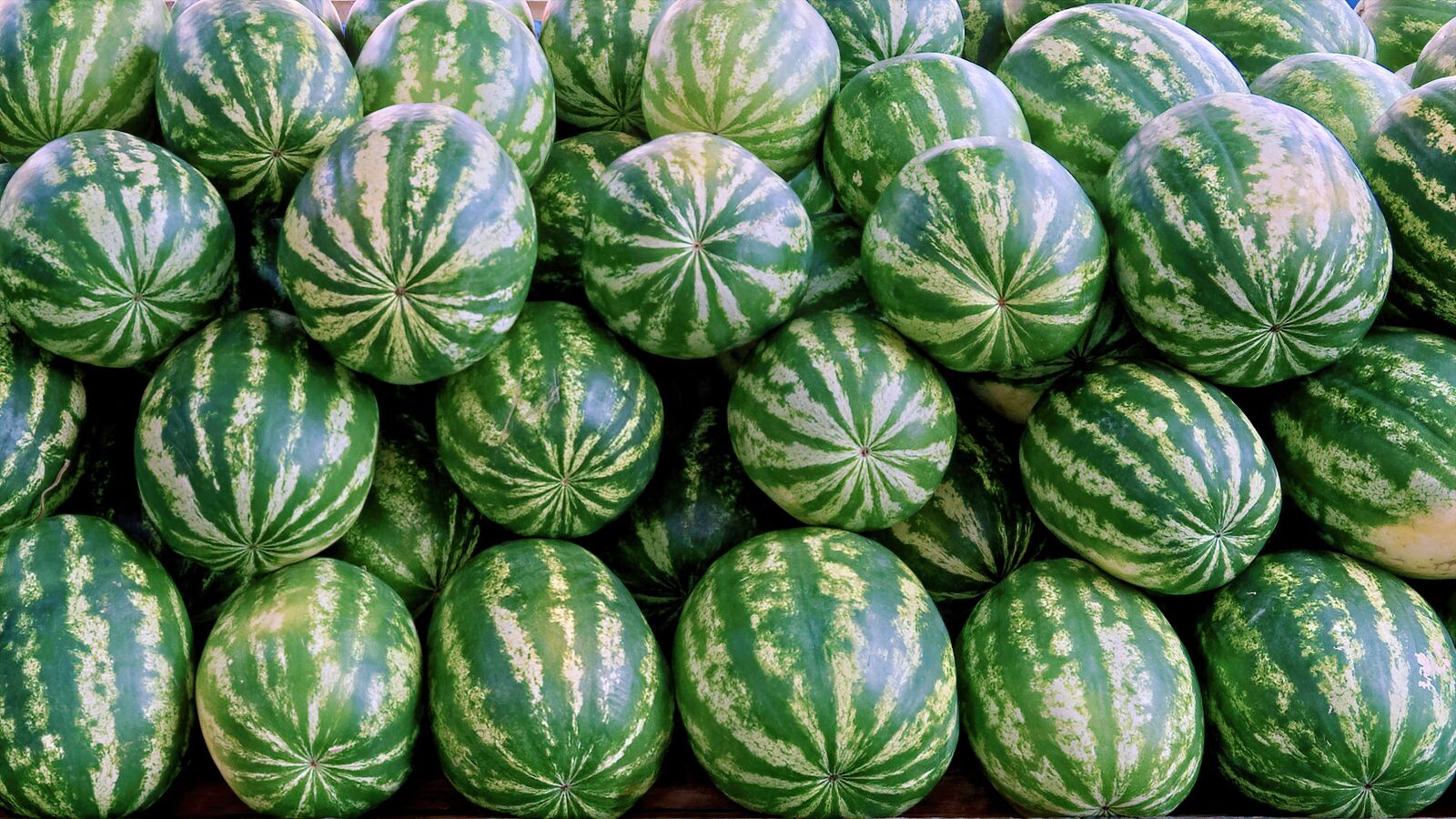 Nikon D5100 sample photo. Group, melons, green photography