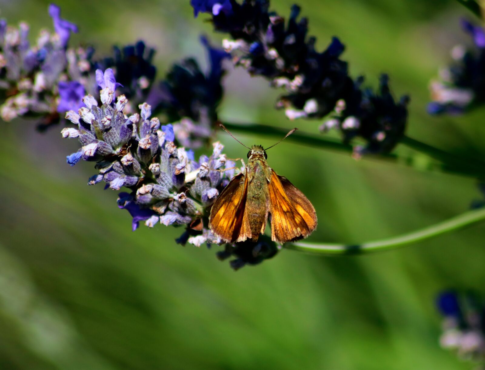 Canon EOS 750D (EOS Rebel T6i / EOS Kiss X8i) sample photo. Small skipper butterfly, skipper photography