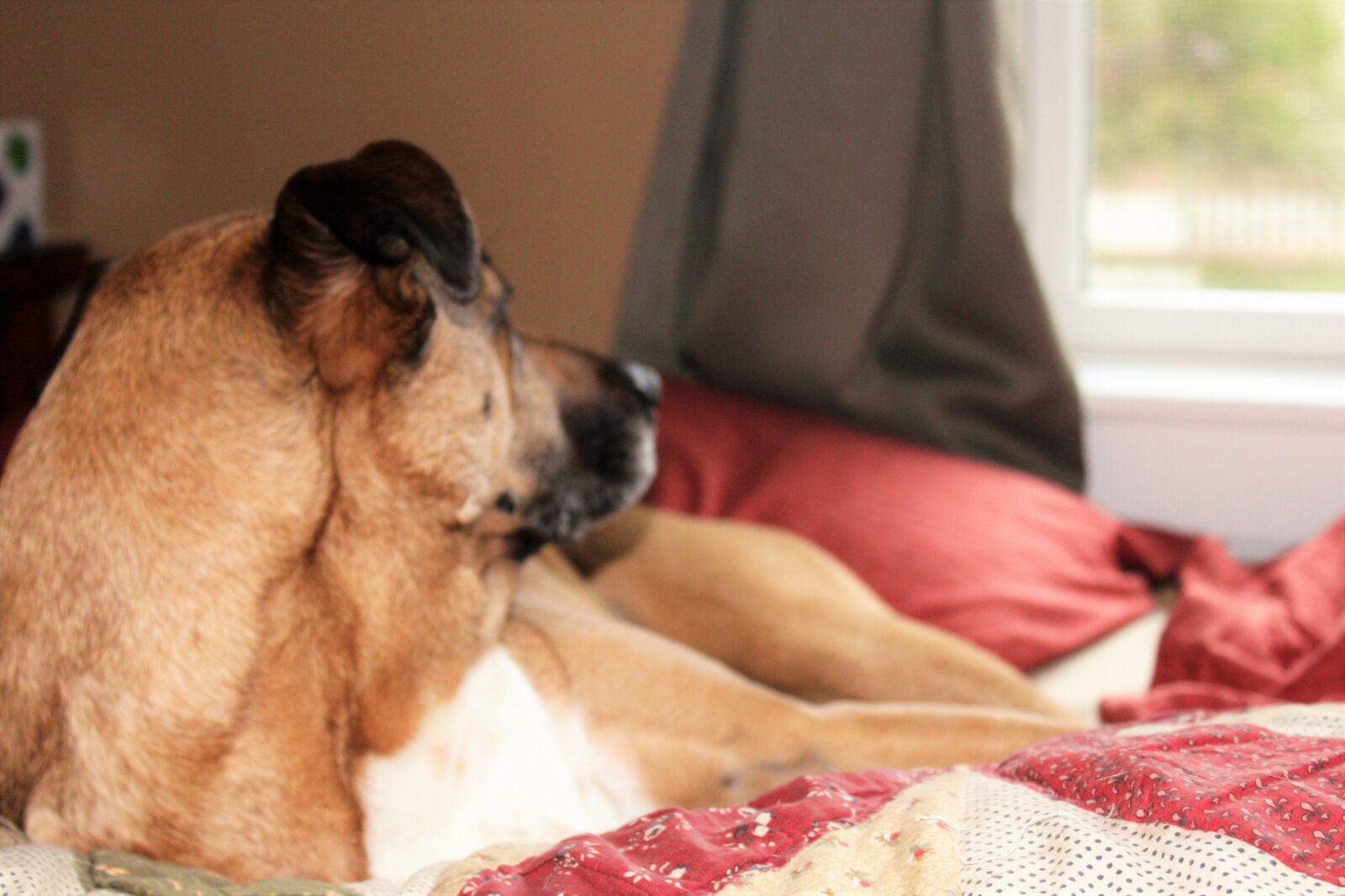 Canon EOS 1200D (EOS Rebel T5 / EOS Kiss X70 / EOS Hi) sample photo. Dog, relaxing, rescue, dog photography