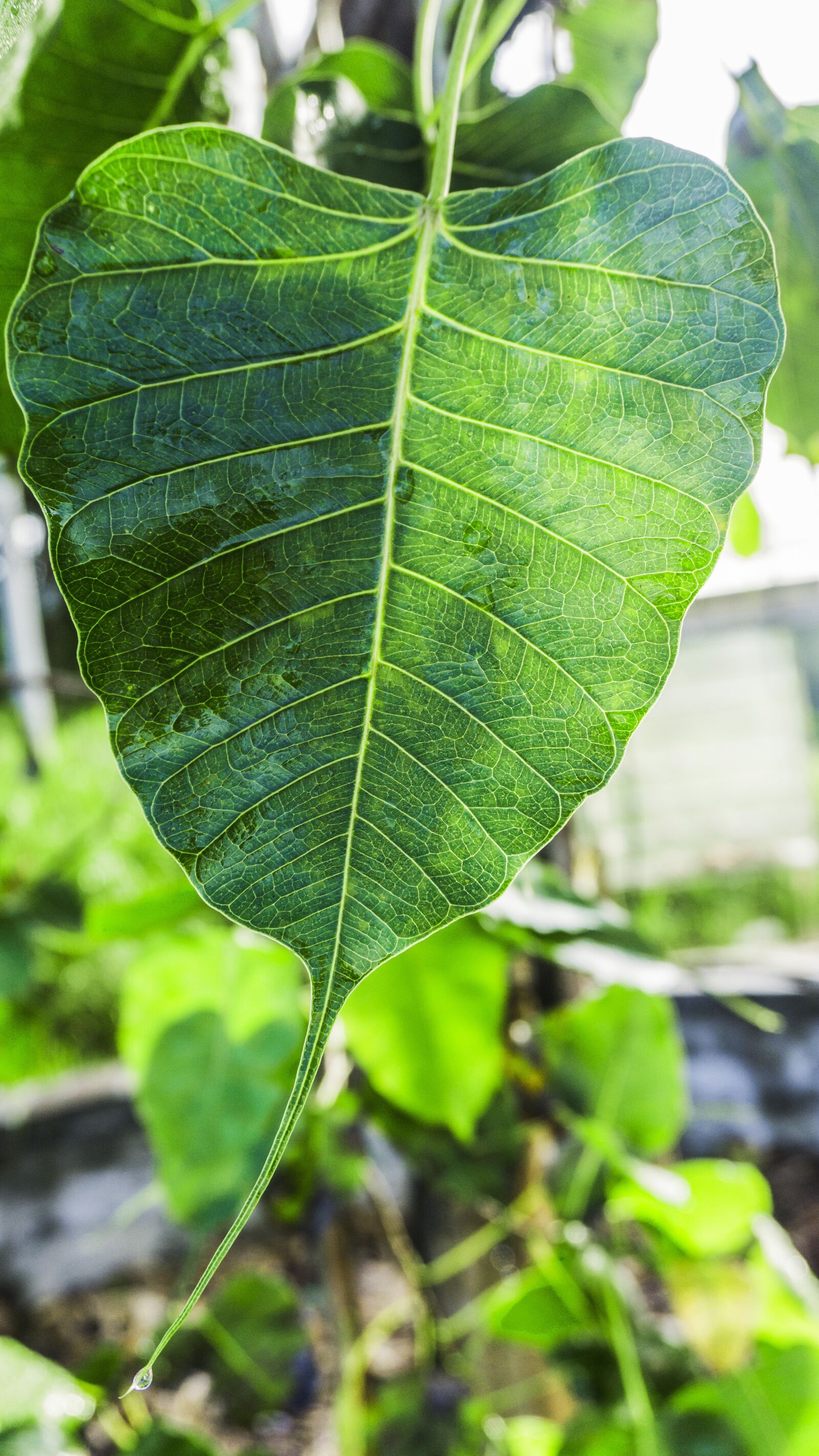 Sony a6000 sample photo. Bodhi leaf, awakening, awake-ness photography