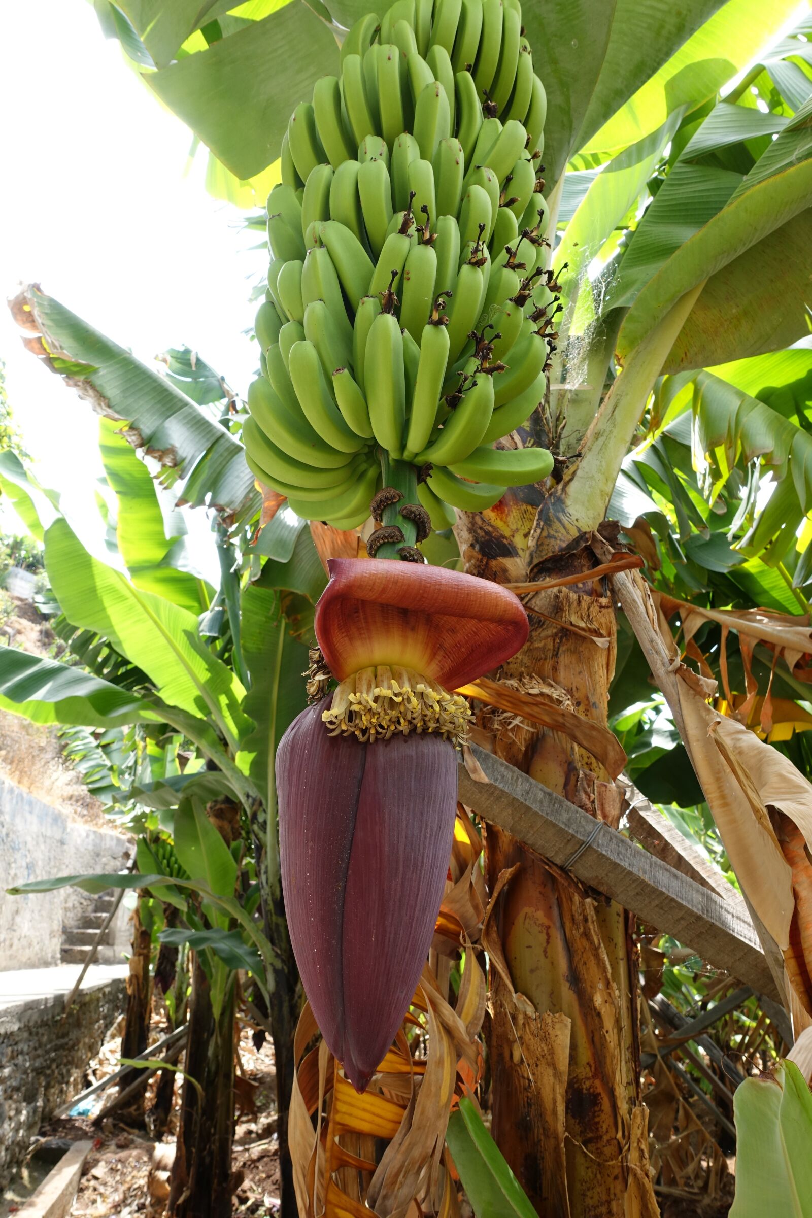 Sony Cyber-shot DSC-RX100 III sample photo. Portugal, madeira, bananas photography