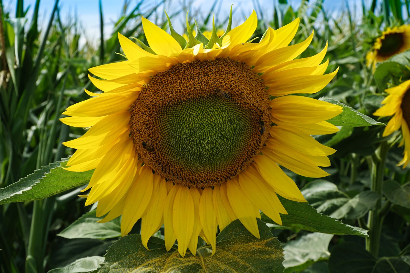 Sony E PZ 18-105mm F4 G OSS sample photo. Sunflower, yellow, nature photography