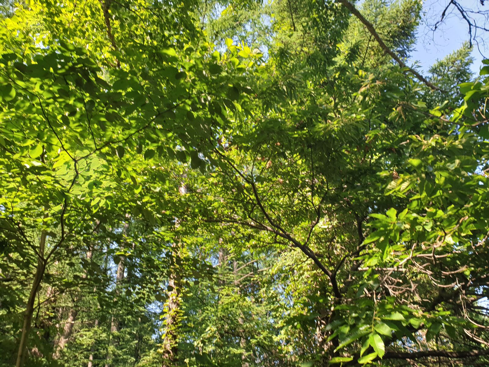 Samsung Galaxy S9+ sample photo. Mountains, trees, green photography