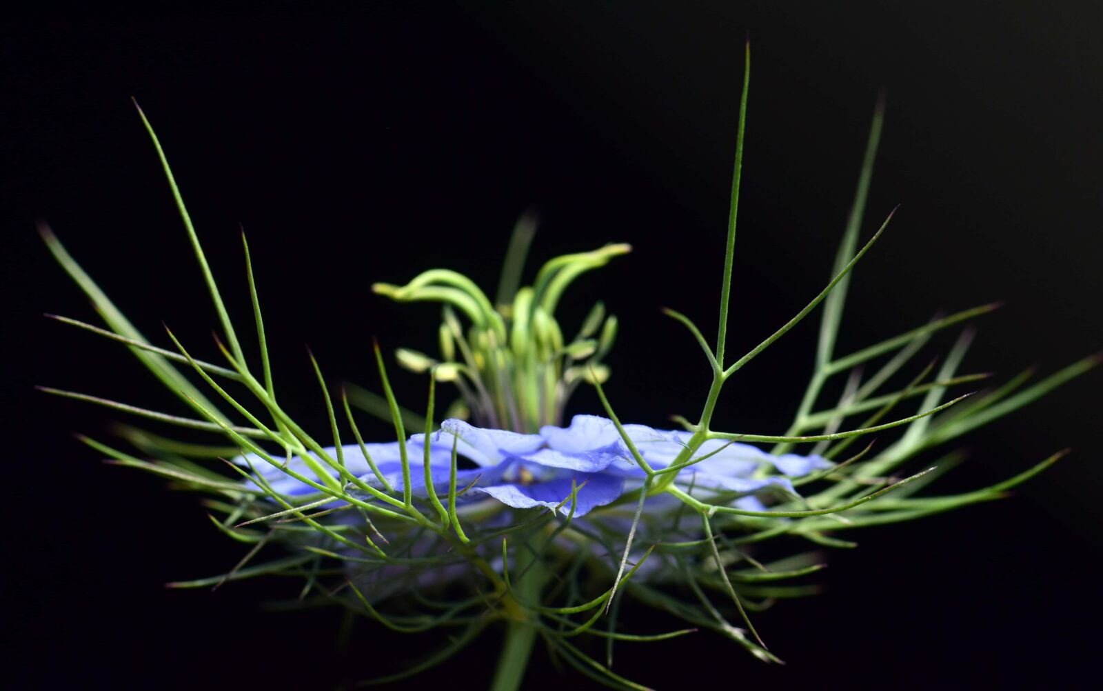 Nikon D3300 sample photo. Macro, daylight, nature, wildflower photography