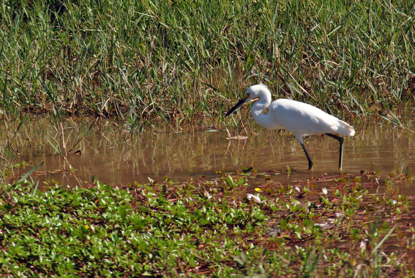 Nikon D3000 sample photo. Ave, fauna, bird photography