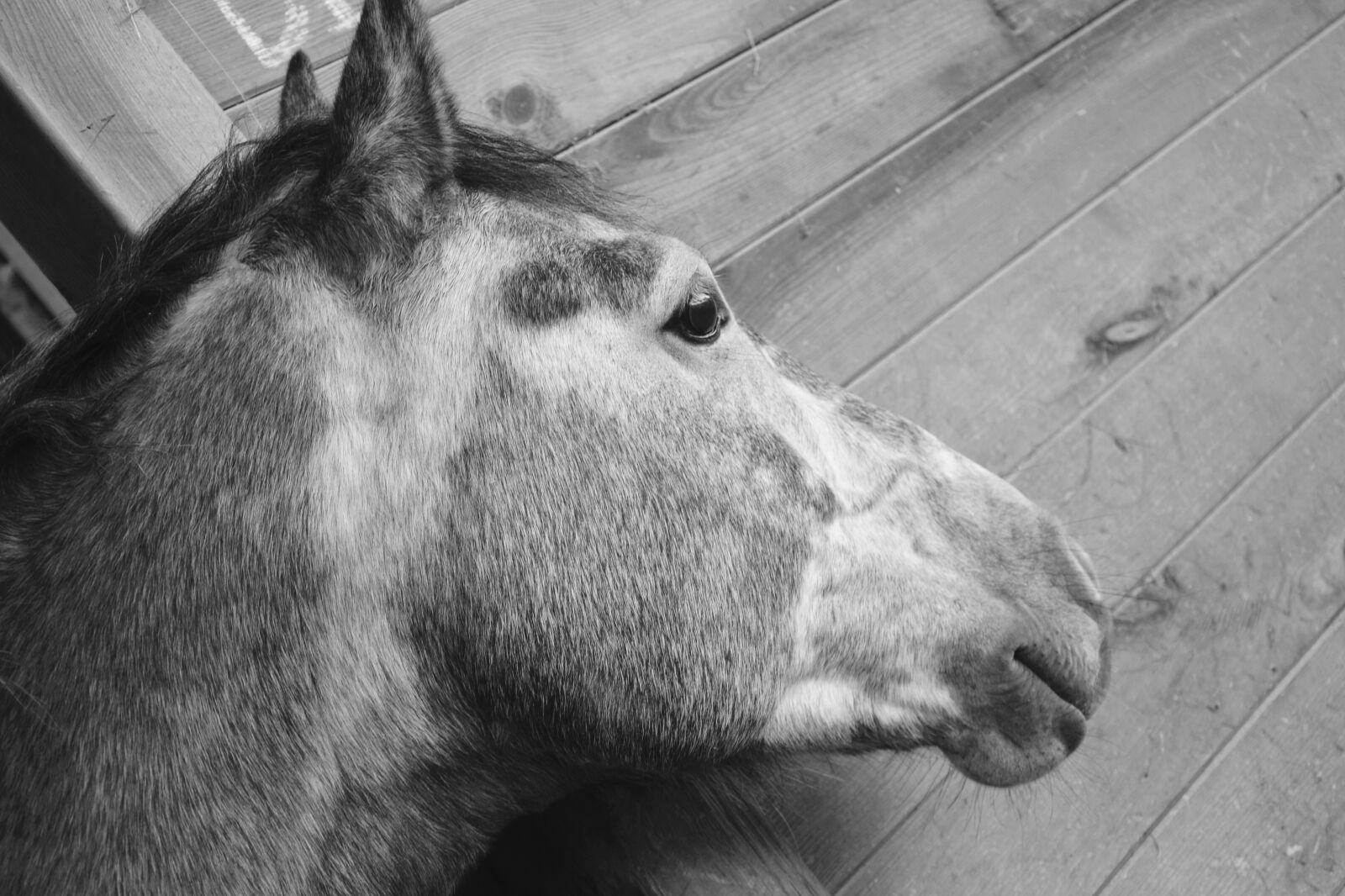 Nikon D5200 sample photo. Horse, head profile, plays photography