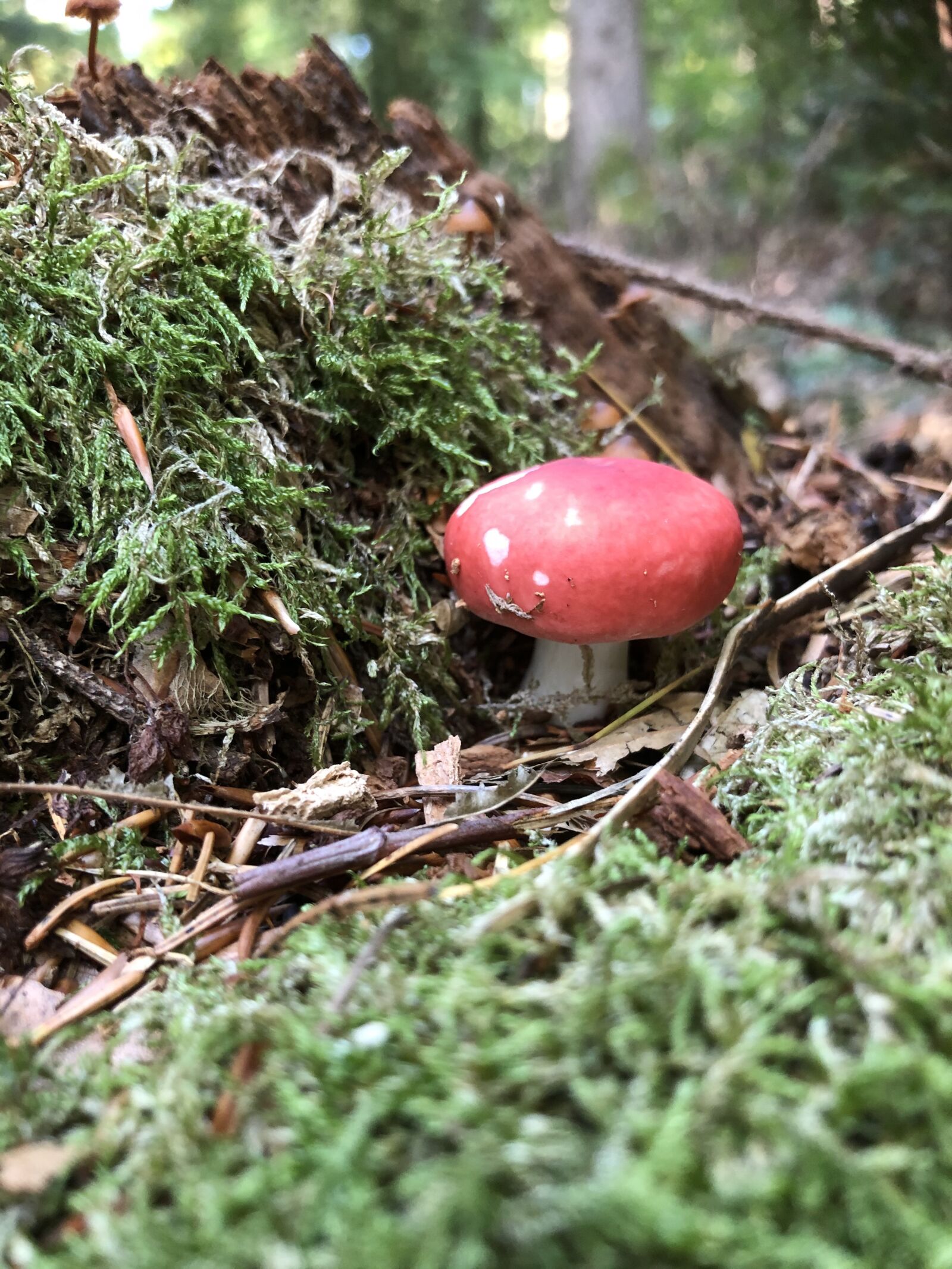 iPhone 8 back camera 3.99mm f/1.8 sample photo. Fly agaric, forest, nature photography