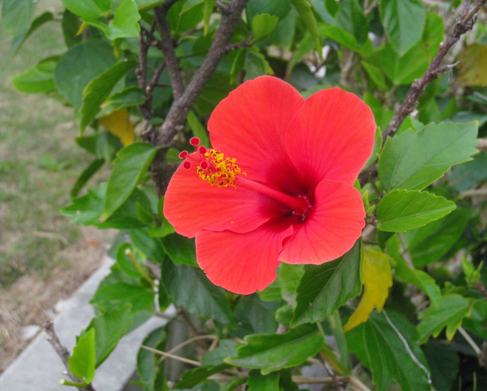 Canon IXY DIGITAL 910 IS sample photo. Hibiscus, red, leaf photography