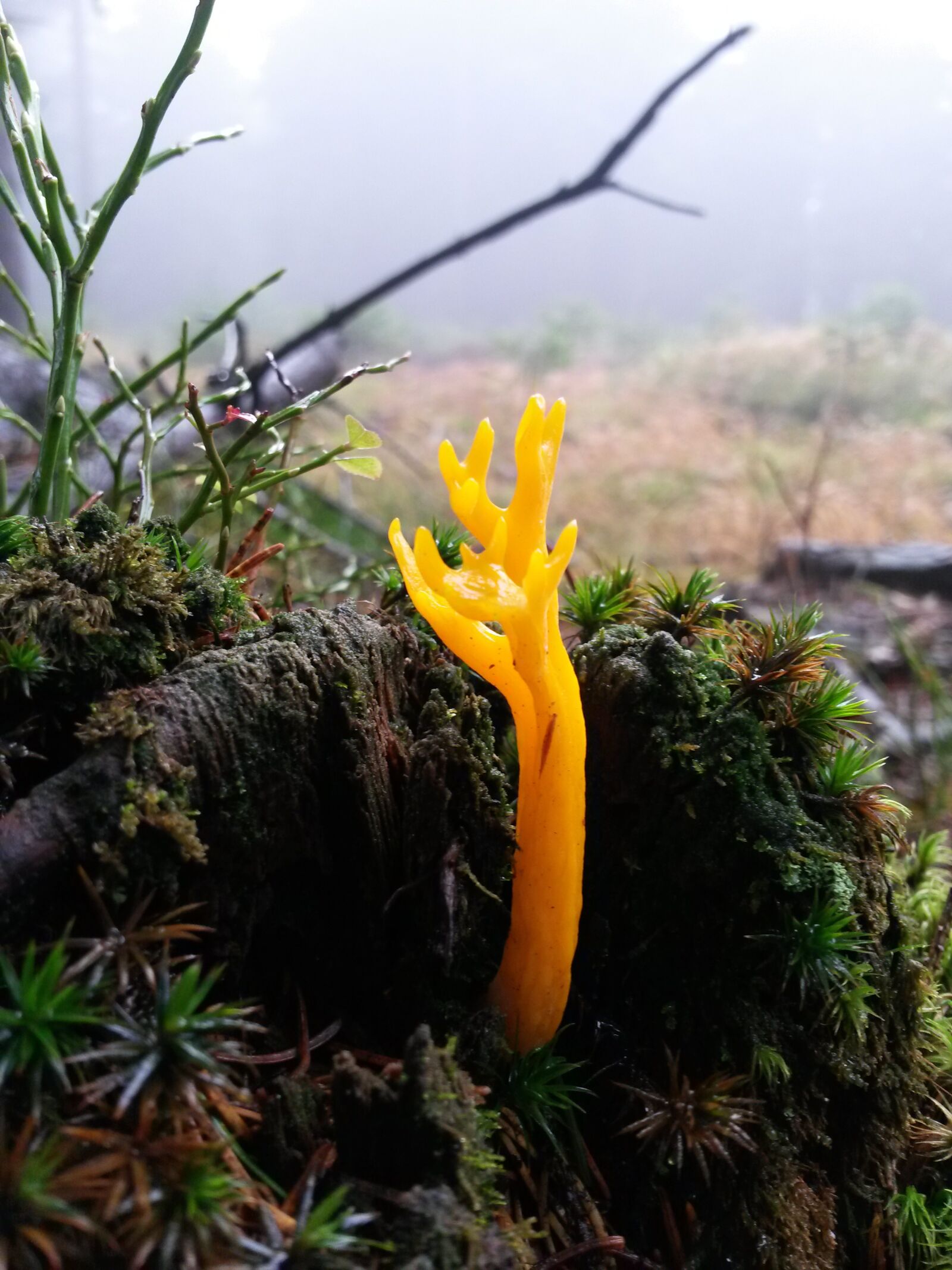 Samsung Galaxy S4 Mini sample photo. Goatee, mushroom, forest photography
