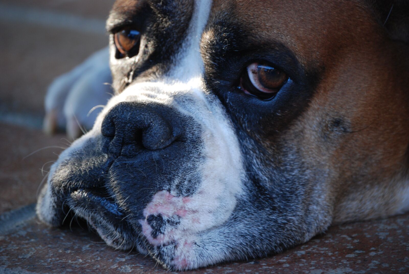 Nikon D80 sample photo. Animals, dog, pet photography