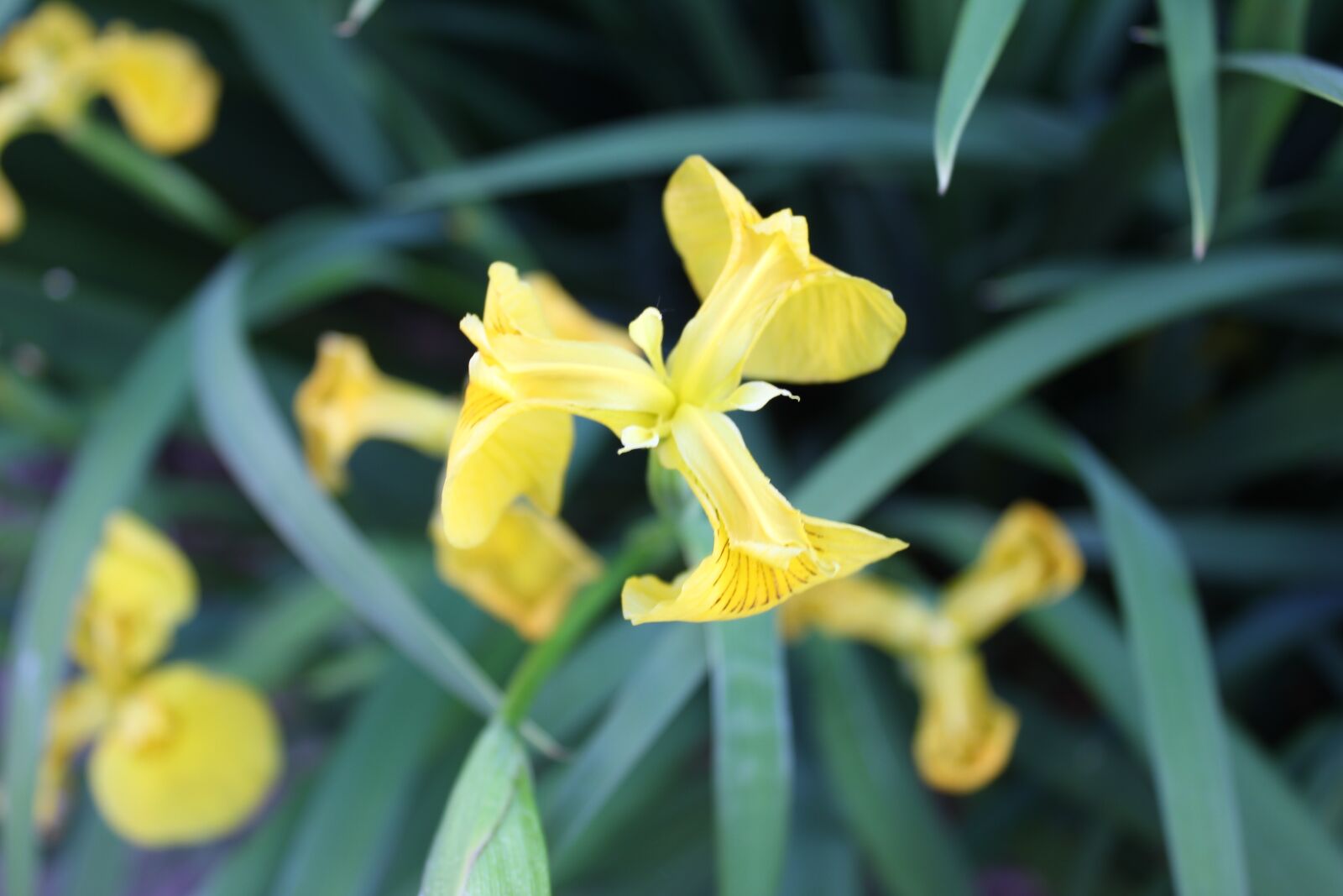 Canon EOS 550D (EOS Rebel T2i / EOS Kiss X4) sample photo. Daffodils, flowers, yellow photography