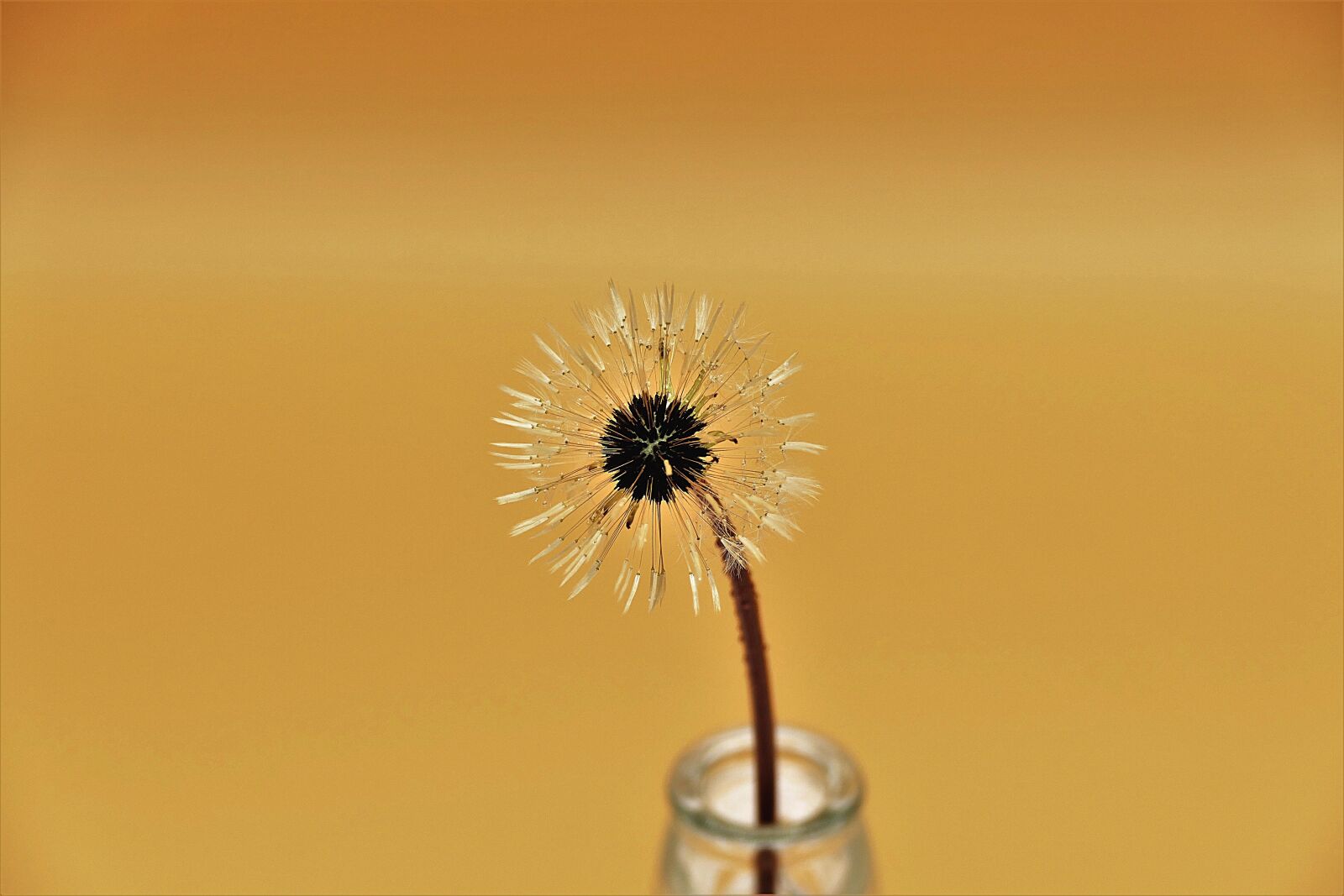 Panasonic Lumix DMC-FZ1000 sample photo. Dandelion, blossom, bloom photography