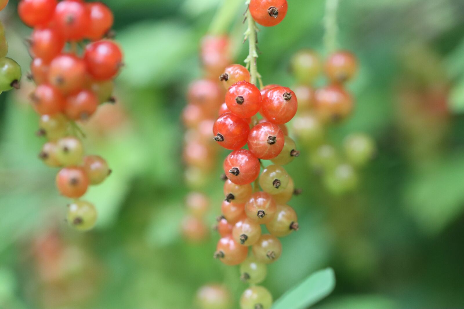 Canon EOS 90D sample photo. Currants, fruit, power photography