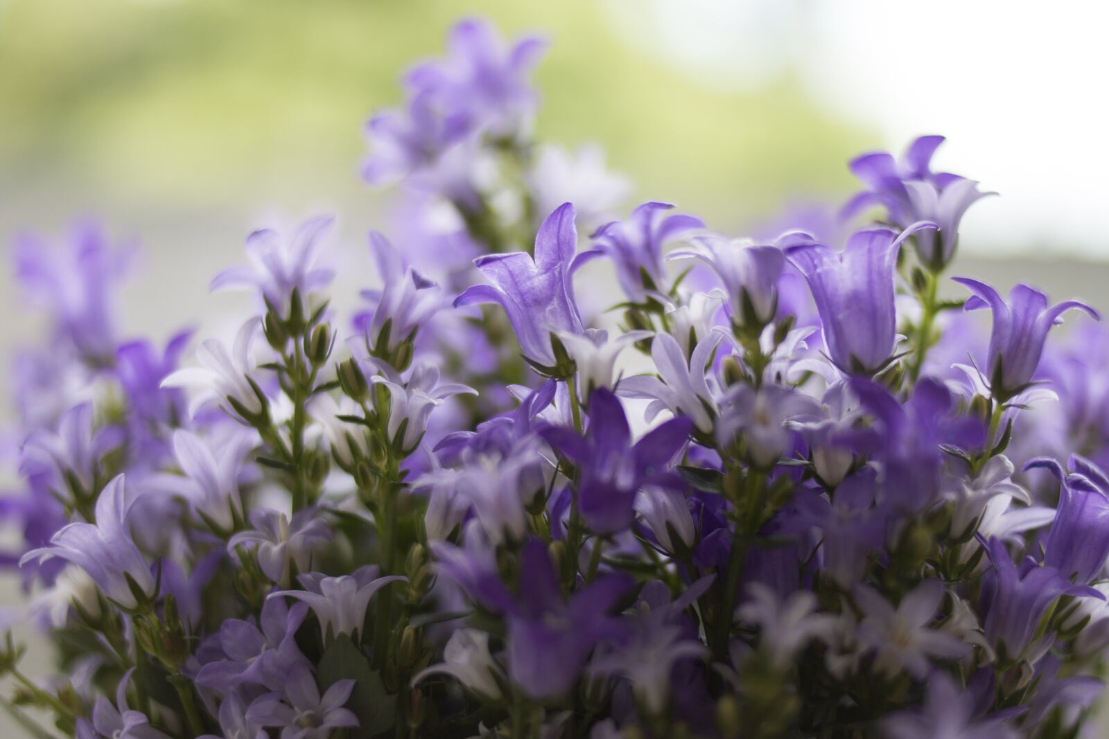 Canon EOS 70D + Canon EF 35mm F2 sample photo. Purple, flower, plant photography