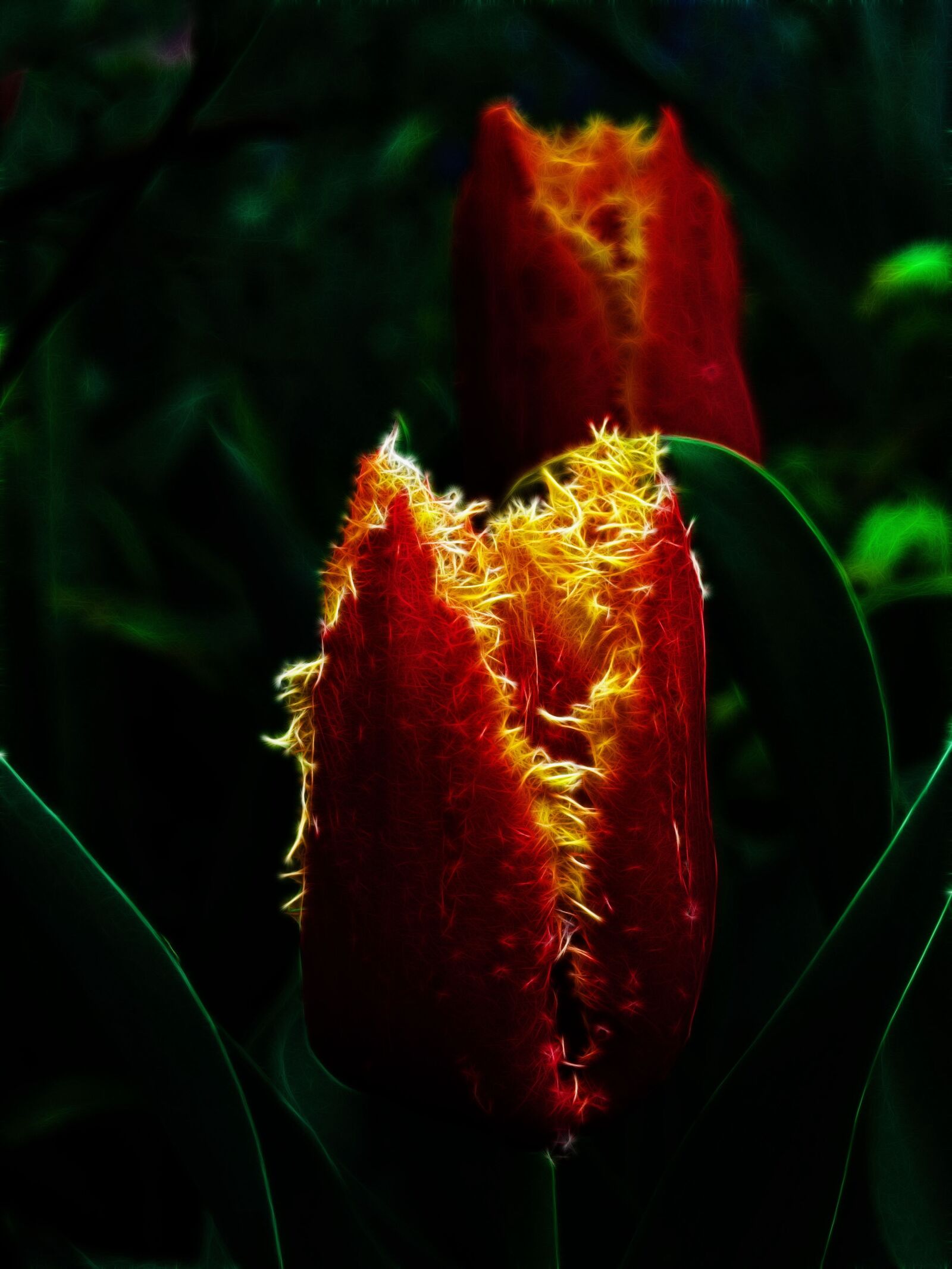 Canon PowerShot G15 sample photo. Fractalius, tulip, fringed tulip photography