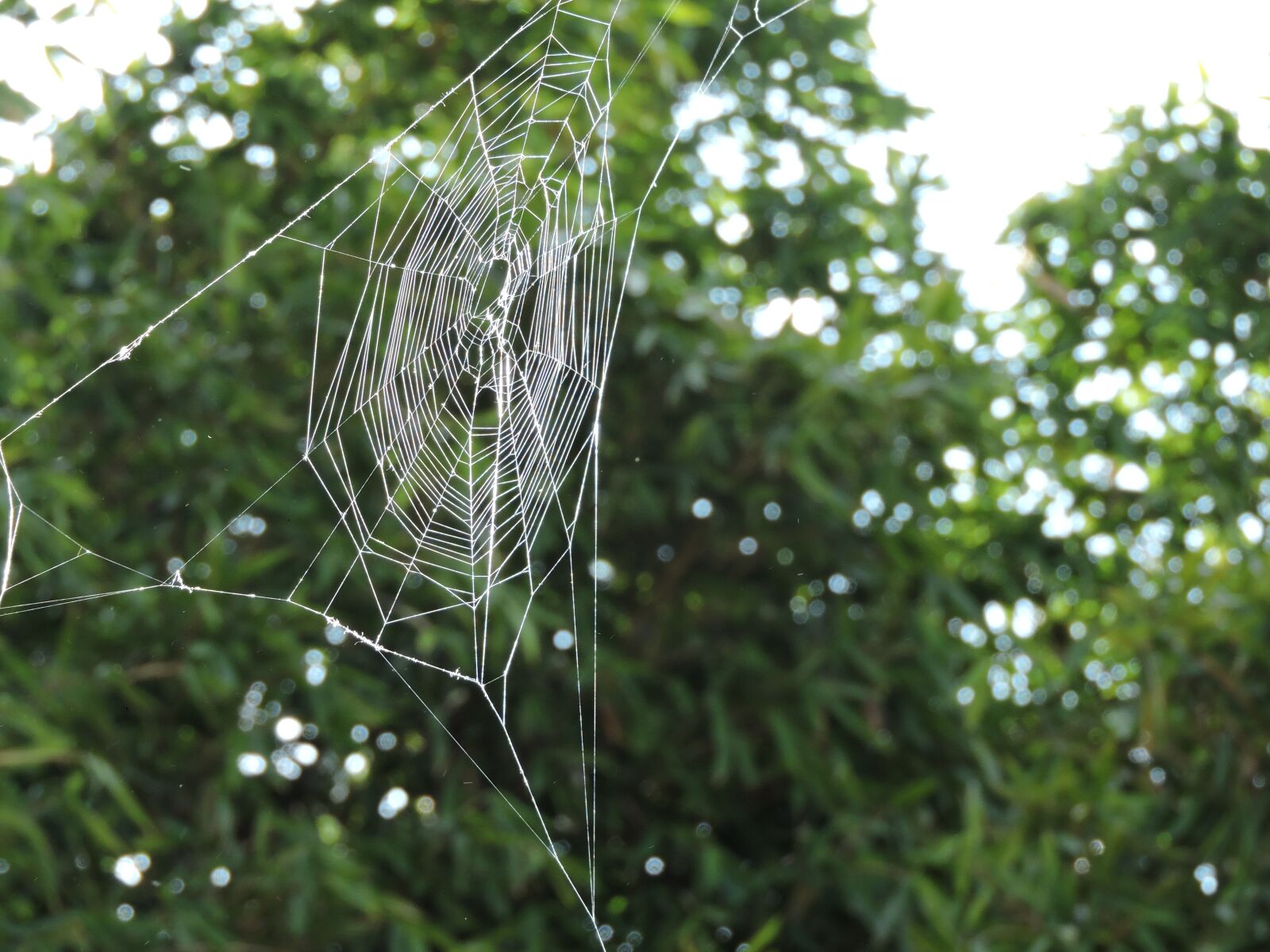 Nikon Coolpix P600 sample photo. Web, spider webs, insects photography