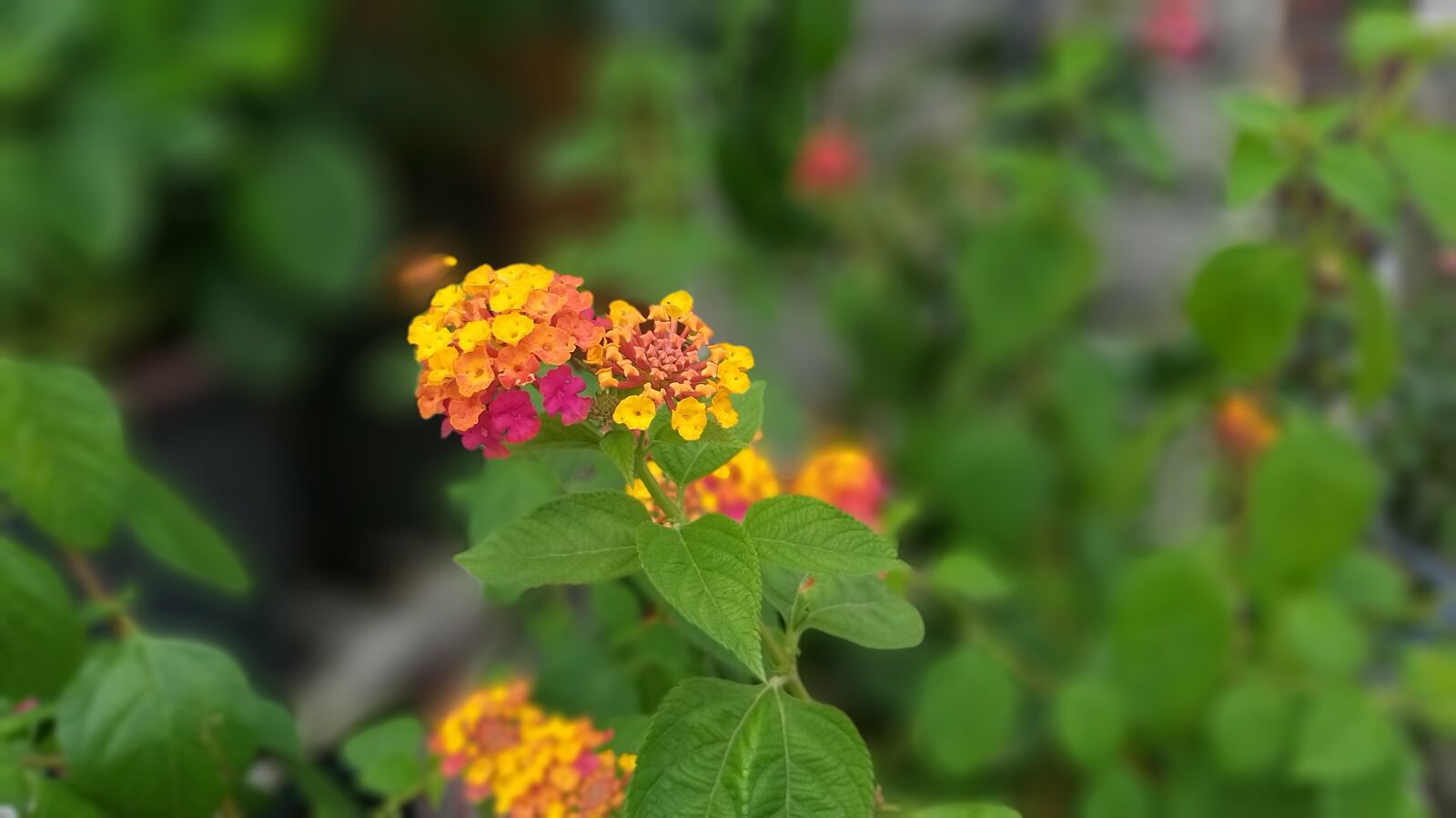 Samsung Galaxy A9 (2018) sample photo. Plants, background, nature photography