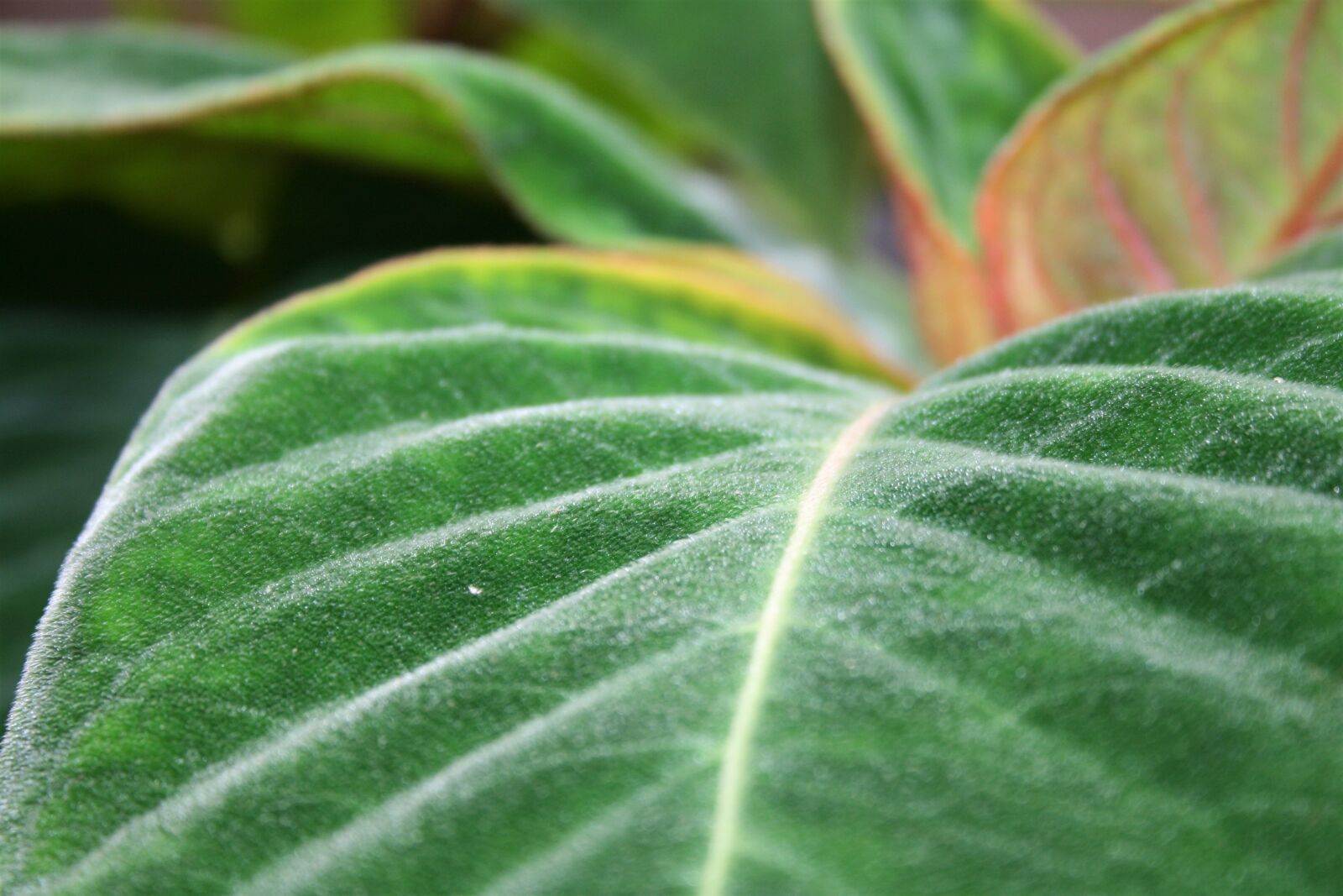 Canon EOS 400D (EOS Digital Rebel XTi / EOS Kiss Digital X) sample photo. Leaf, garden, texture photography