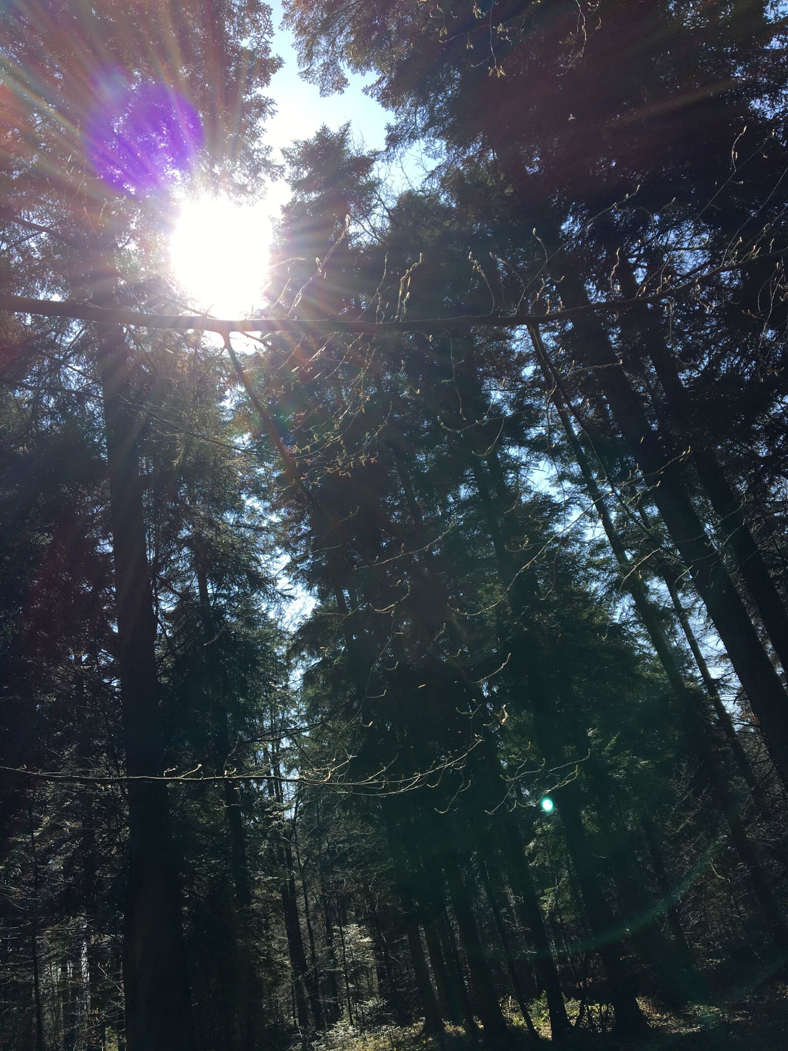 Apple iPhone 6s sample photo. Forest, sun, spring photography