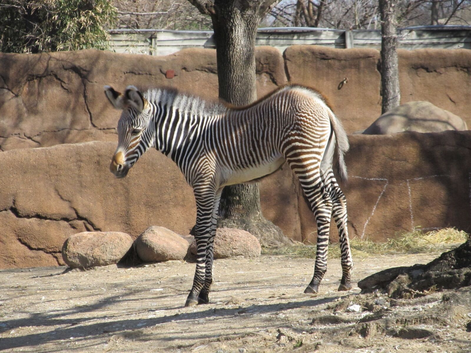 Canon PowerShot SX130 IS sample photo. Zebra, baby, young photography