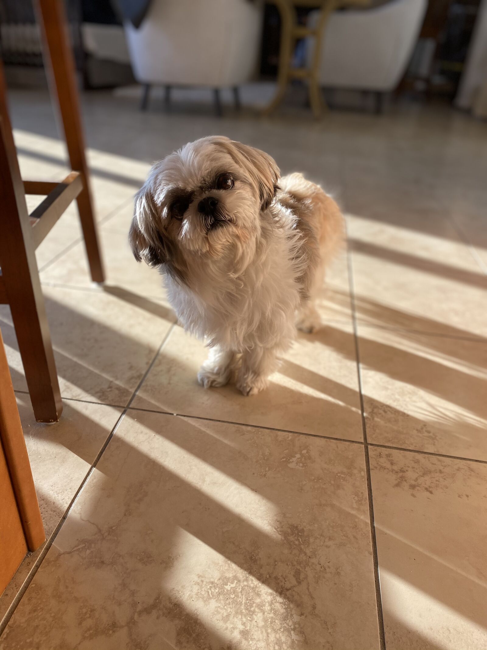 Apple iPhone 11 sample photo. Dog, puppy, cute photography