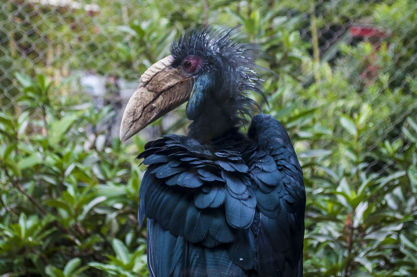 Nikon D5000 sample photo. Bird, zoo, a photography