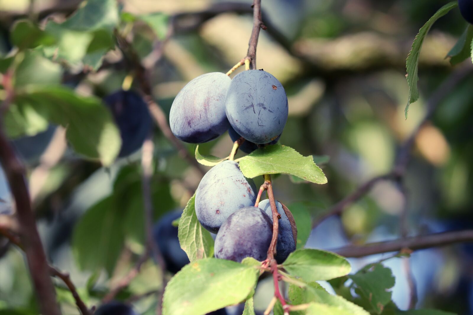 Canon EOS 200D (EOS Rebel SL2 / EOS Kiss X9) sample photo. Plums, fruit, stone fruit photography