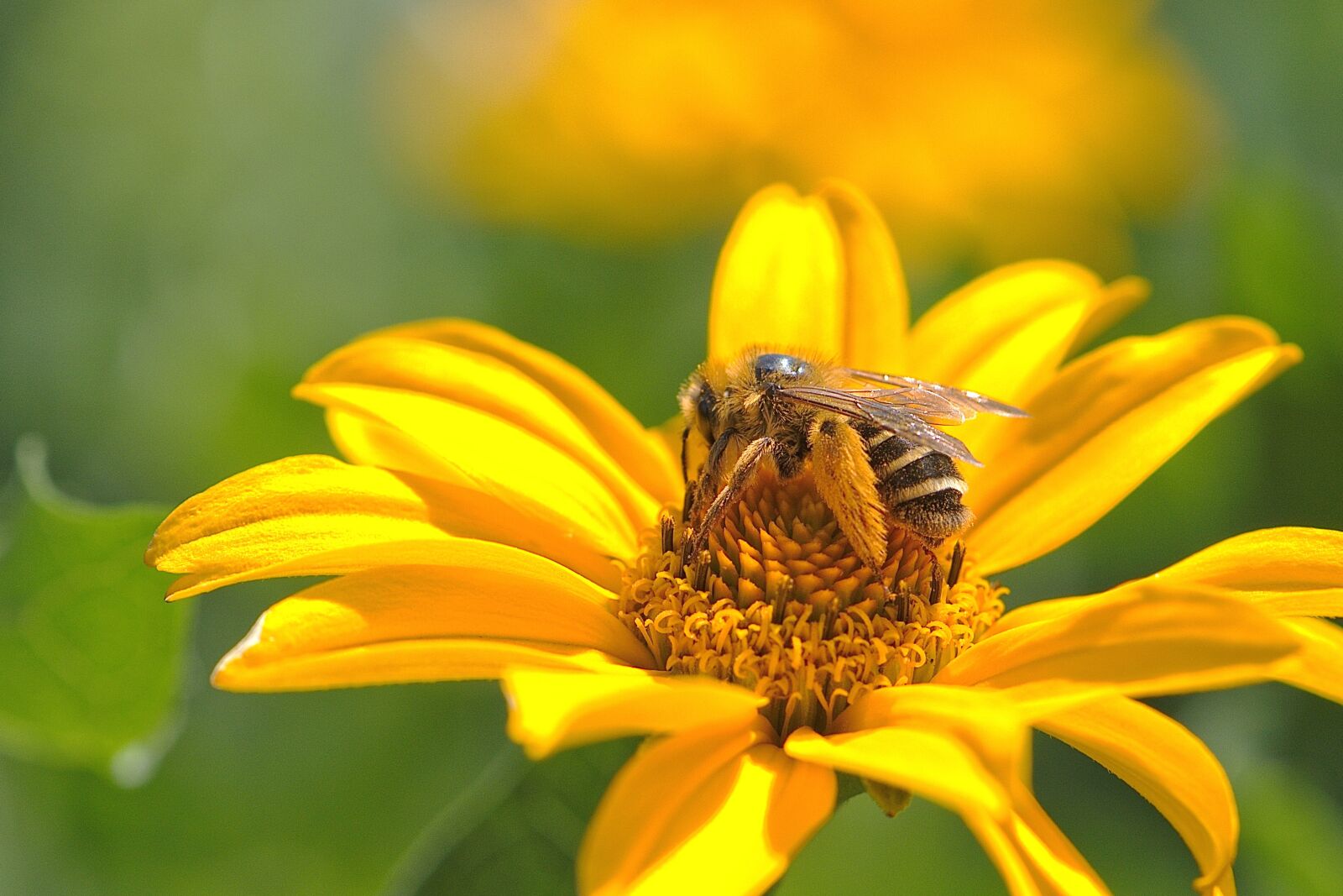 Nikon D5600 sample photo. Bee, honey bee, insect photography