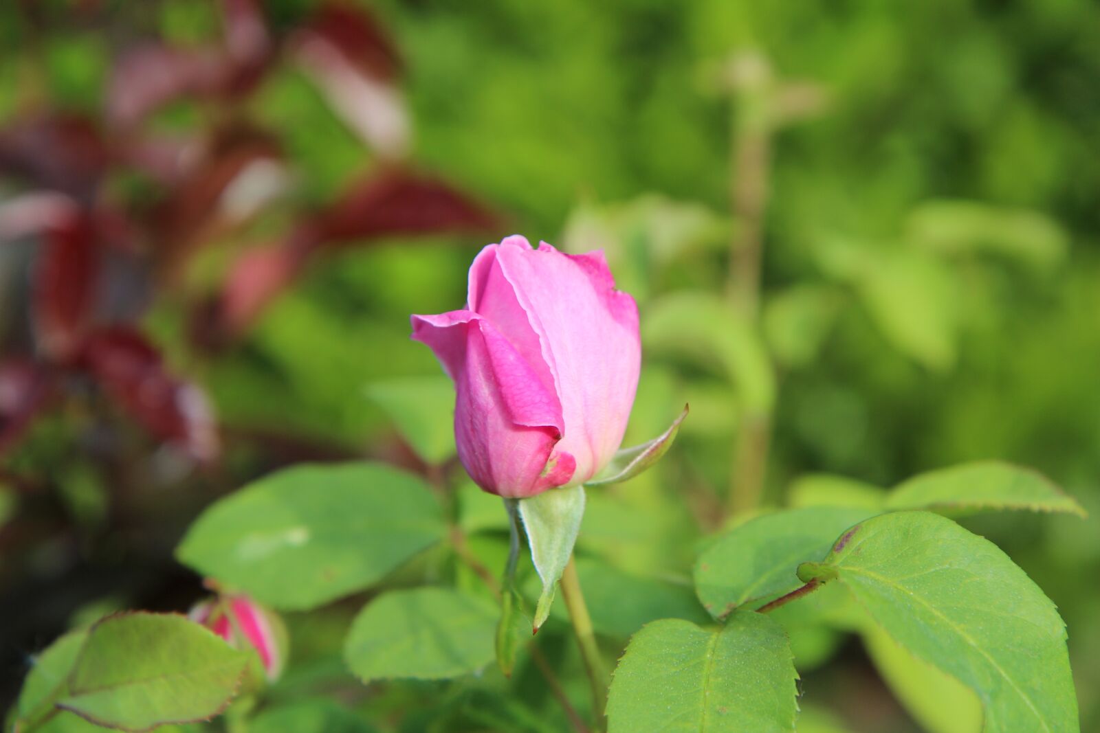 Canon EOS 600D (Rebel EOS T3i / EOS Kiss X5) sample photo. Pink, rosebush, pale pink photography
