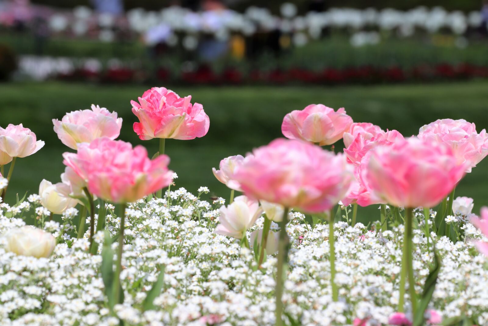 Canon EOS 200D (EOS Rebel SL2 / EOS Kiss X9) sample photo. Spring, pink tulips, white photography