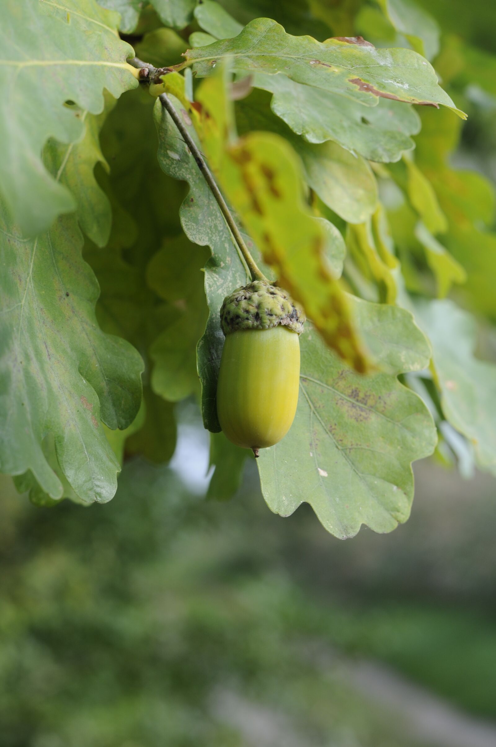 Nikon D300 sample photo. Leaf, plant, nature photography