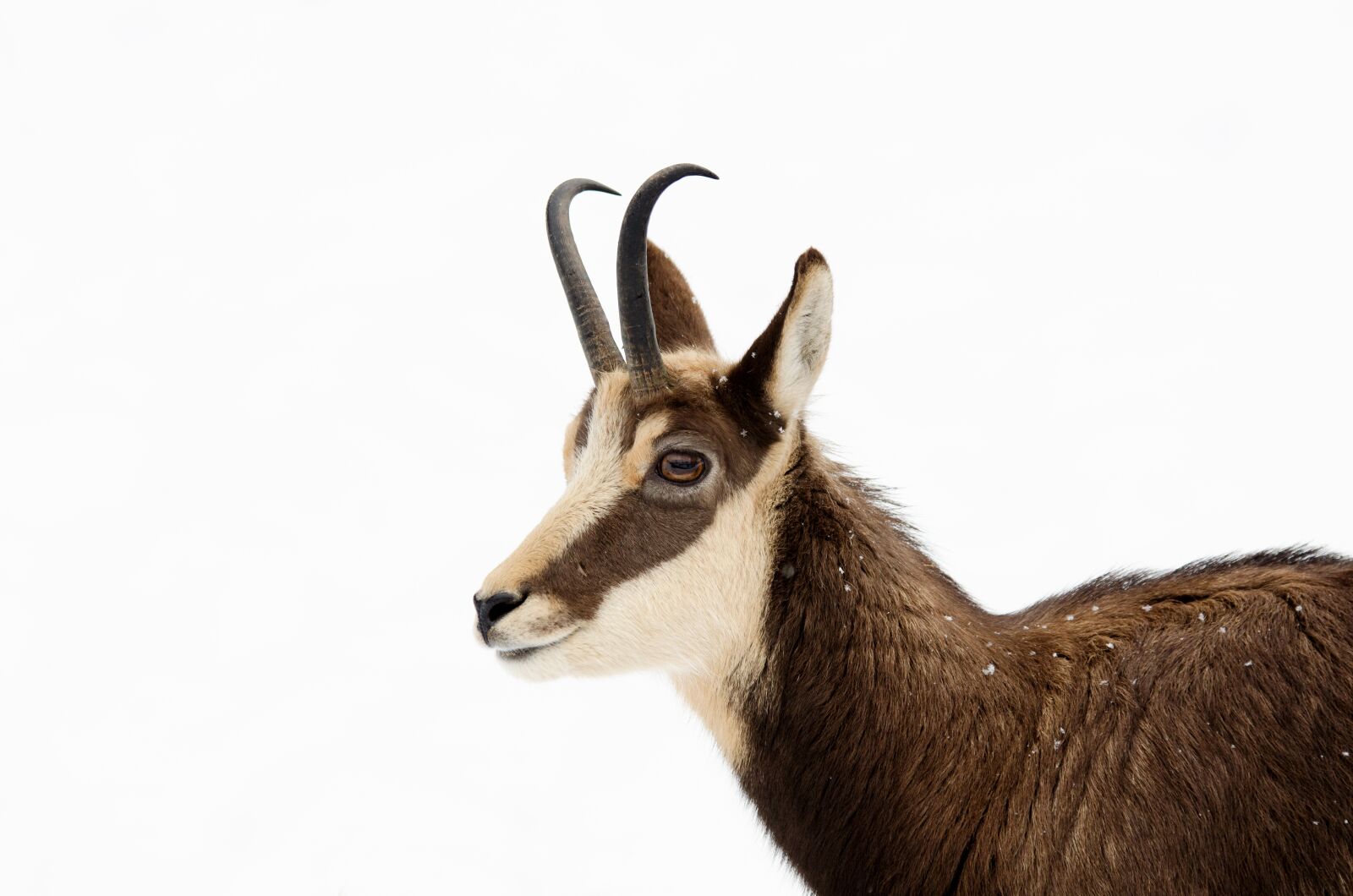 Nikon D5100 sample photo. Chamois, ungulate, paarhufer photography