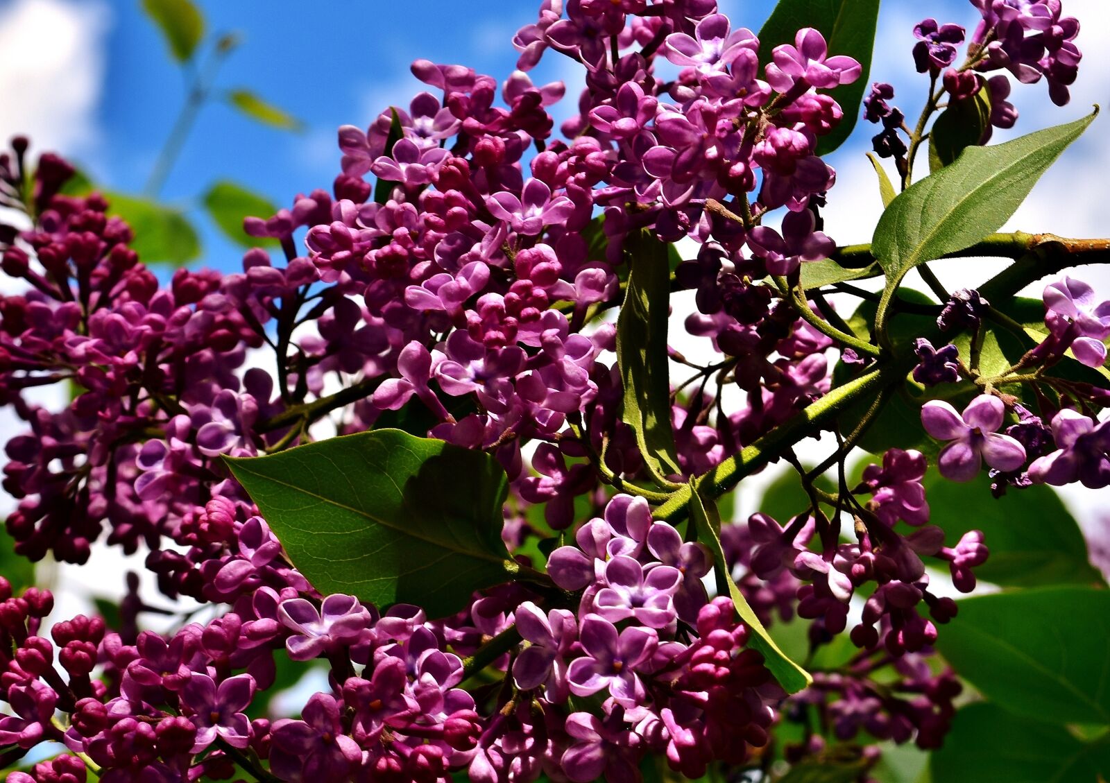 Nikon D7200 sample photo. Lilac, bush, bloom photography