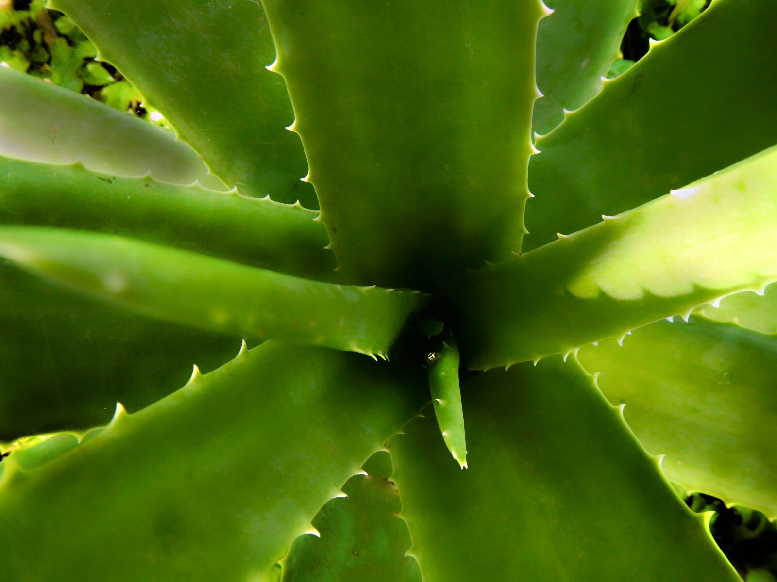 Nikon Coolpix AW110 sample photo. S bila, aloe vera photography