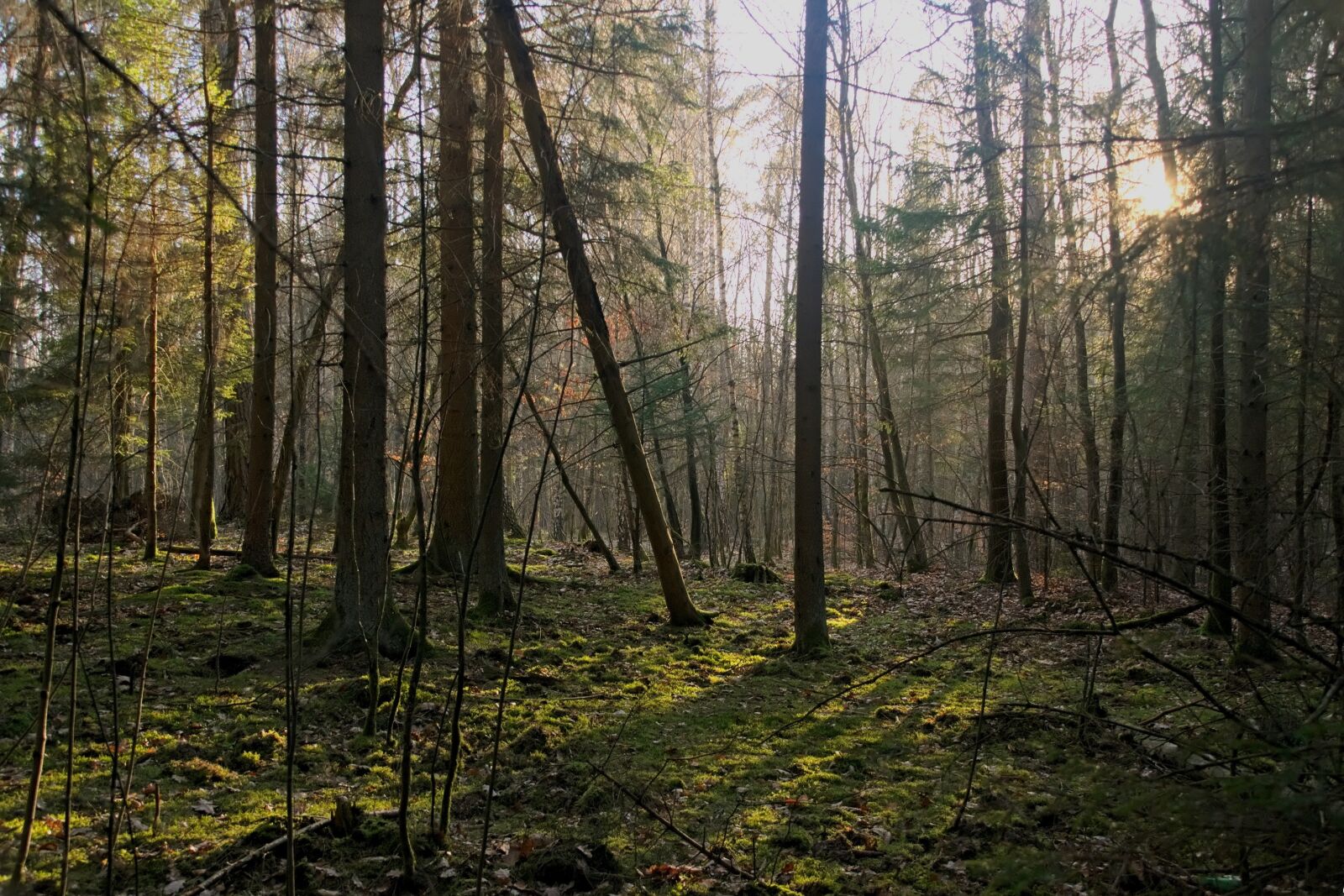 Nikon D3300 sample photo. Forest, light, tree photography