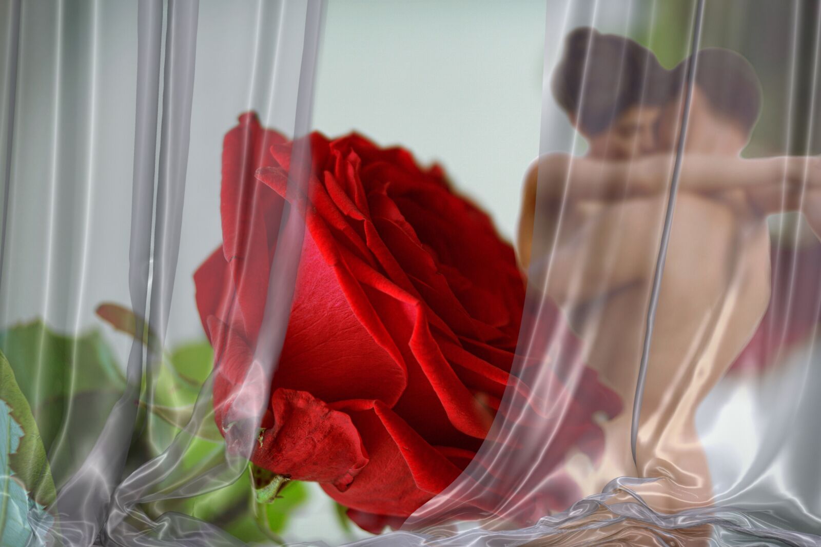 Sony ILCA-77M2 sample photo. Rose, love, red photography