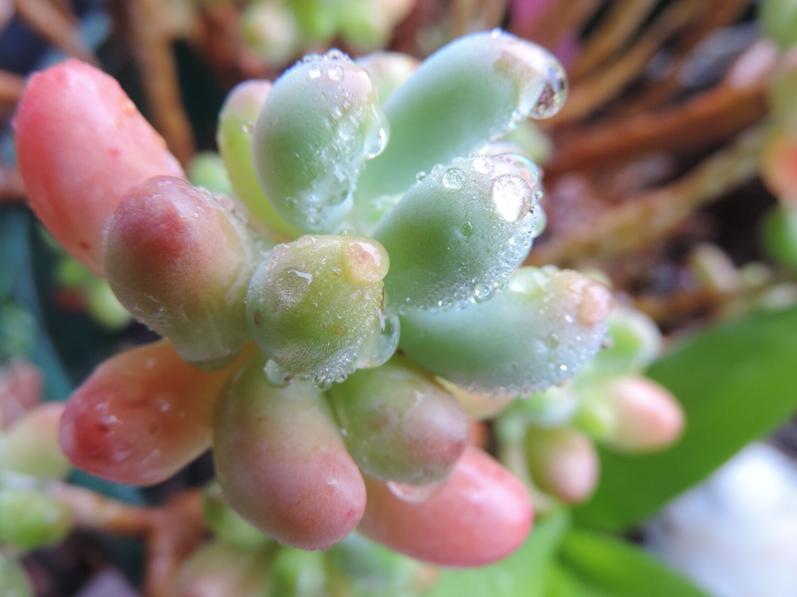 Nikon Coolpix P520 sample photo. Echeveria, green, plant photography