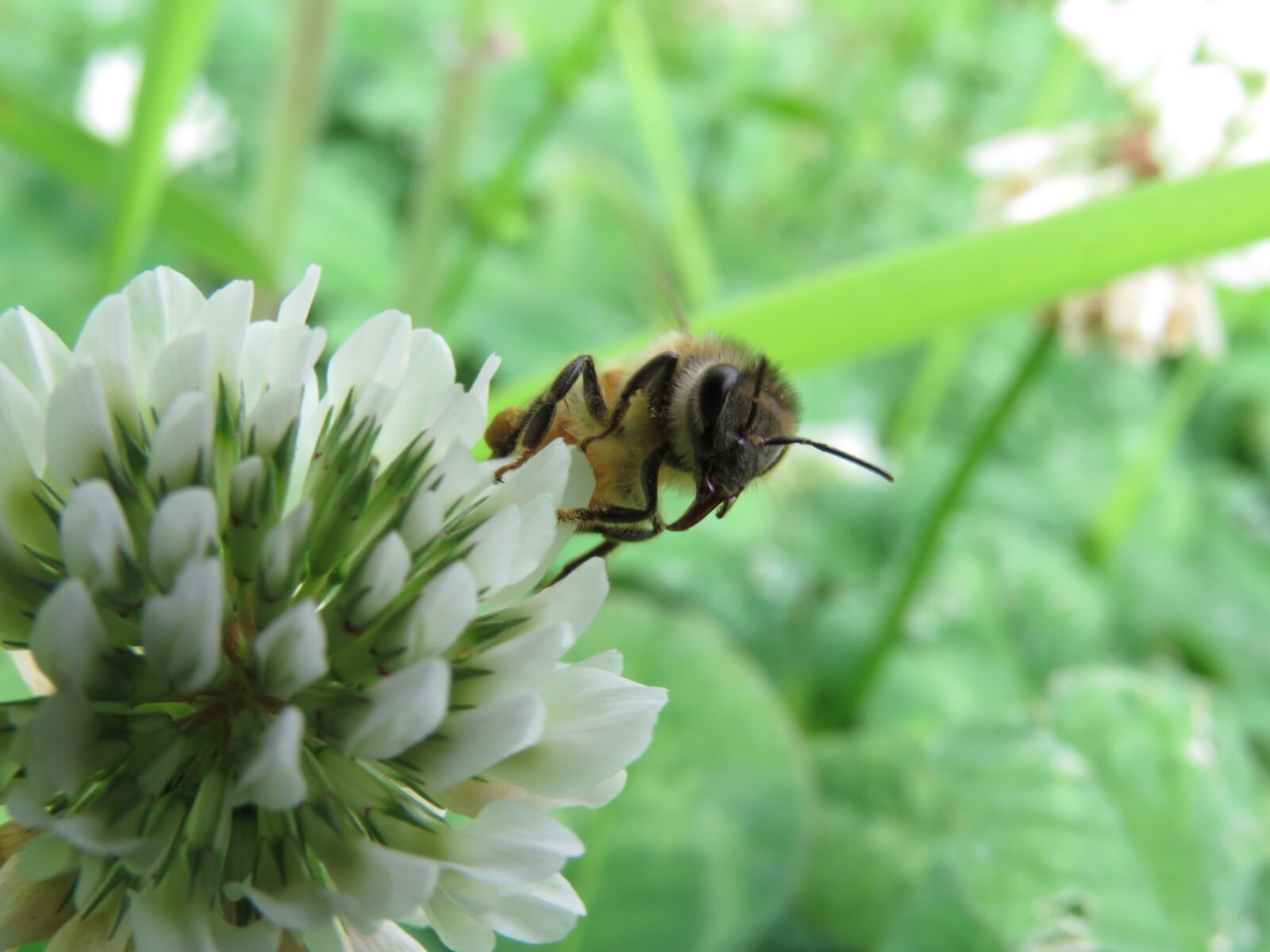 Canon PowerShot SX60 HS sample photo. Insect, bee, honeybee photography