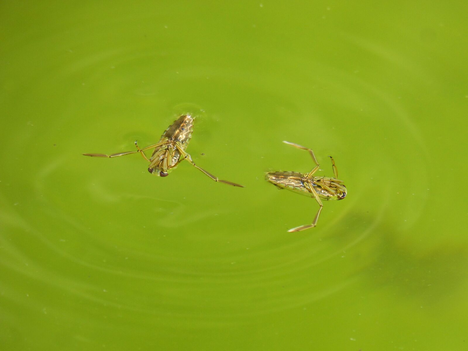 Panasonic DMC-FZ62 sample photo. Notonecta, raft, pond photography