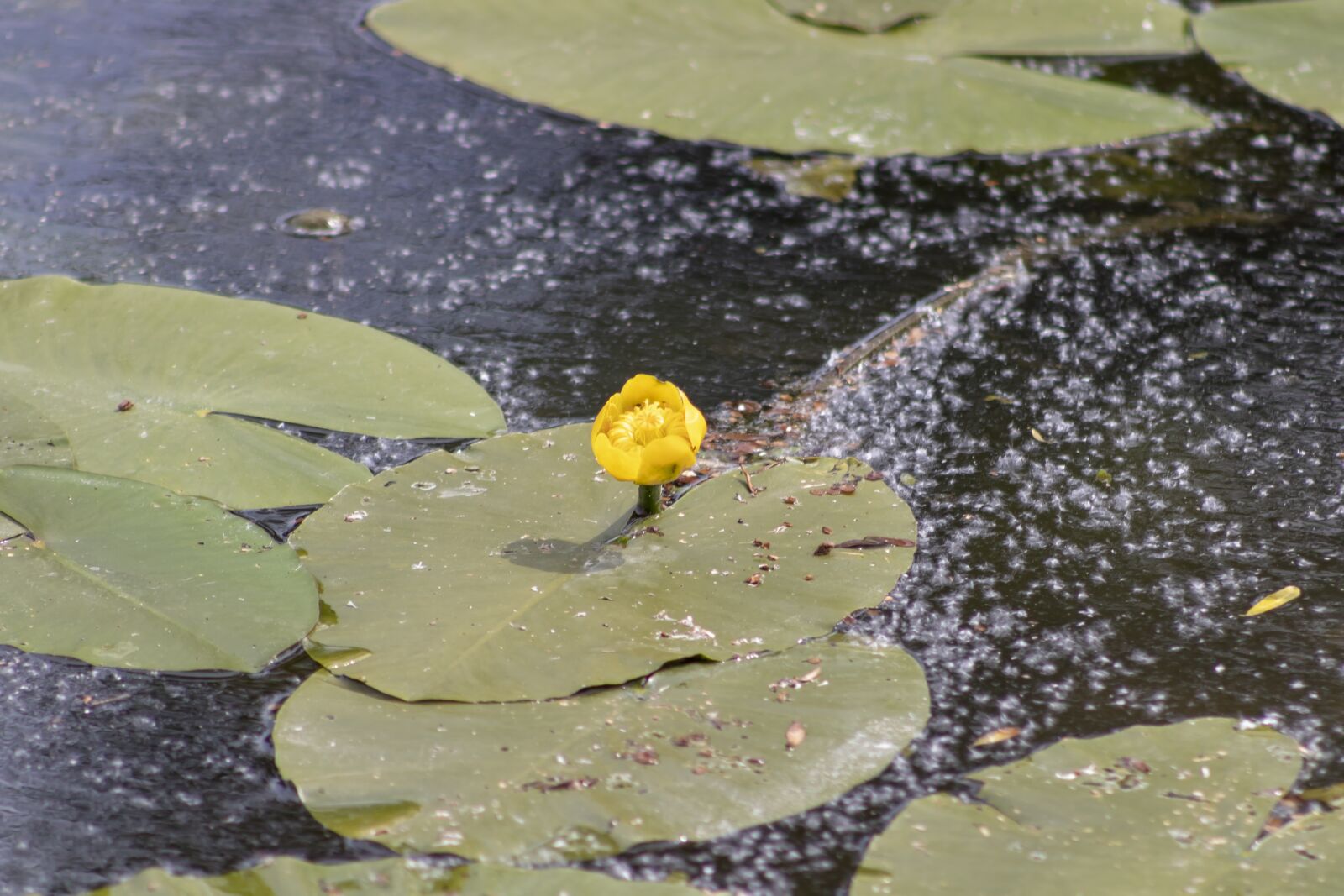 Canon EF75-300mm f/4-5.6 sample photo. Nuphar, villosa iris, aquatic photography