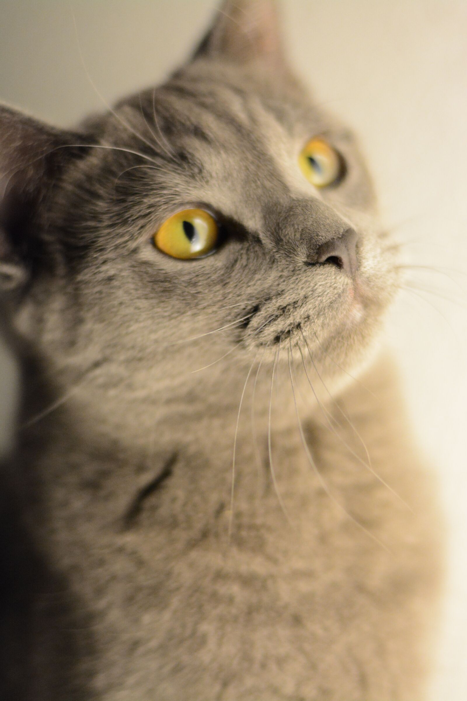 Nikon D5200 sample photo. Cat, kitten, portrait photography