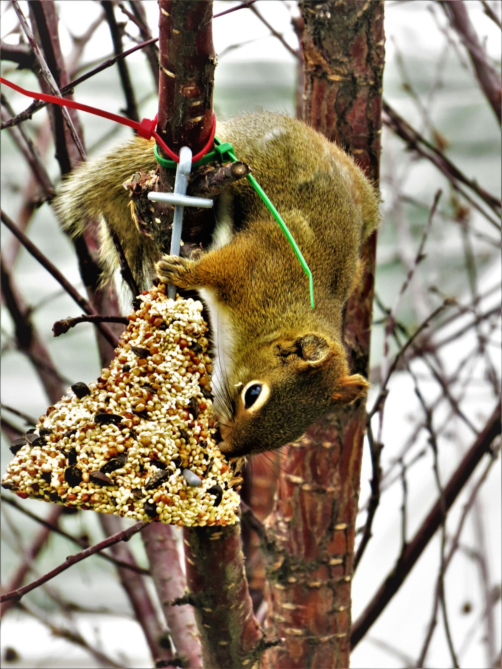 Canon PowerShot SX710 HS sample photo. Squirrel, seeds, bell photography