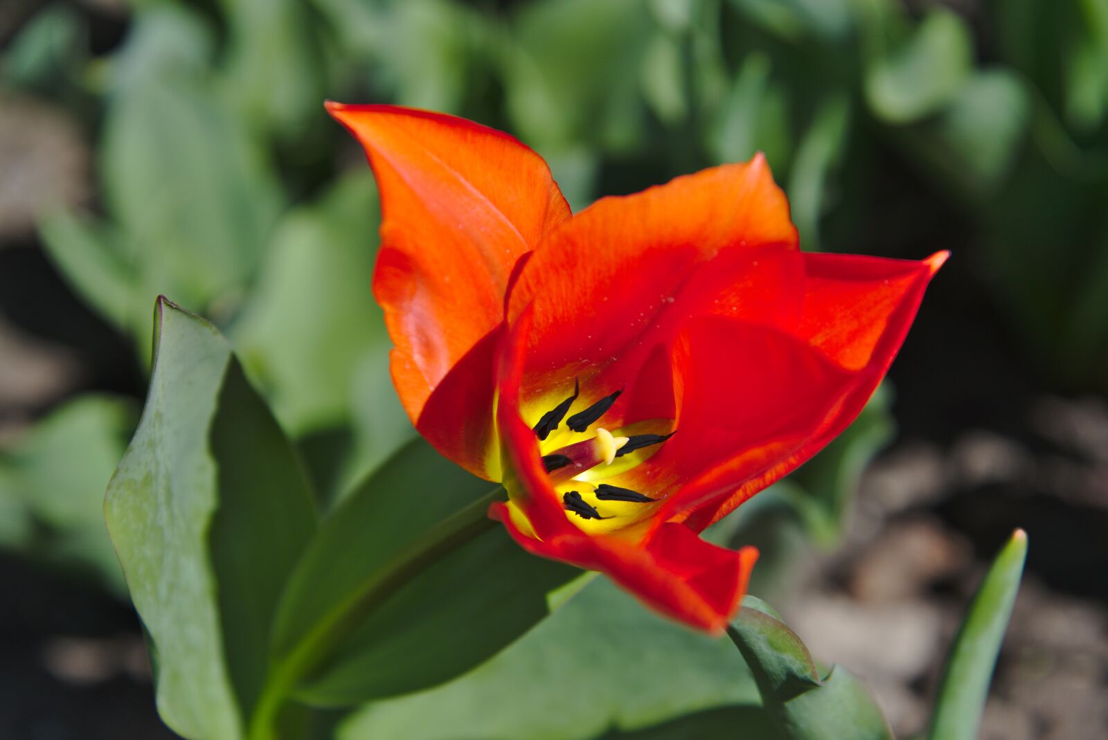 Nikon D750 sample photo. Tulip, spring, blossom photography