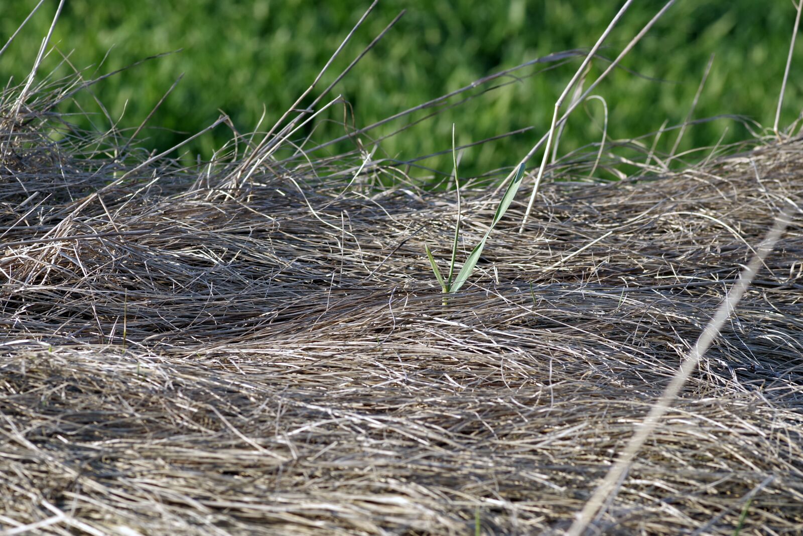 Pentax K-S2 sample photo. Dry grass, lawn, dried photography