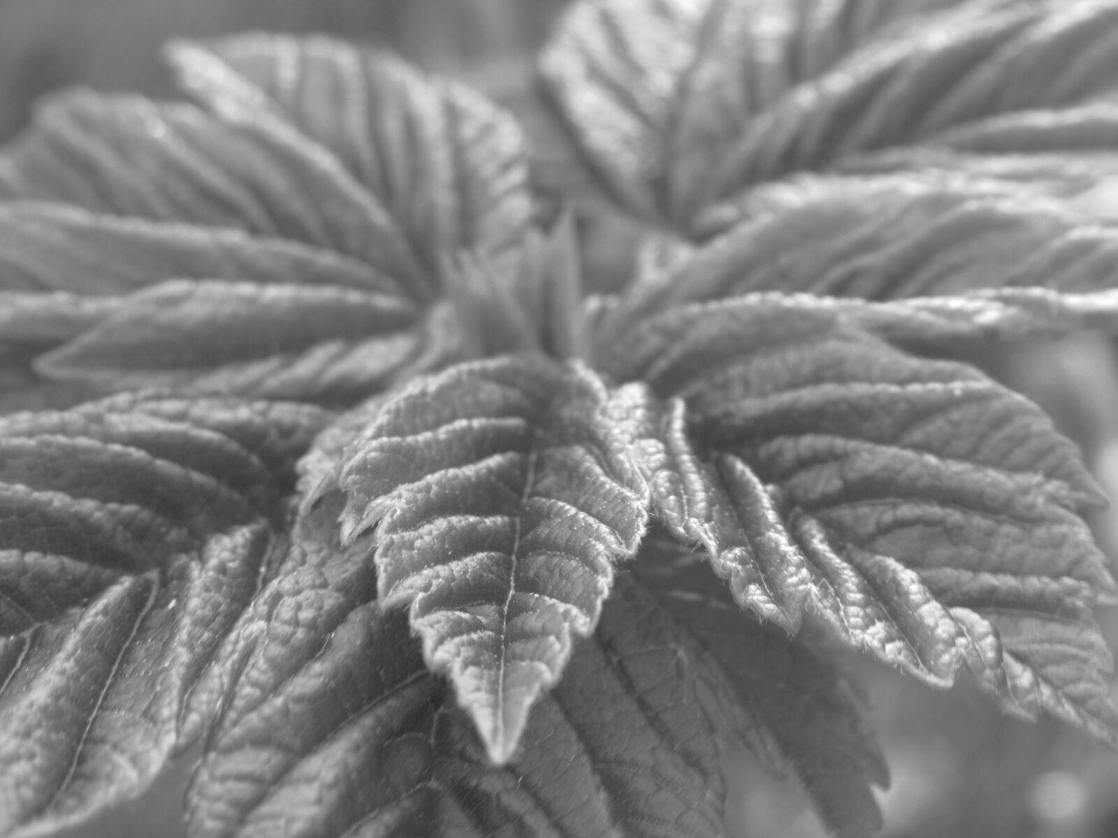 Canon PowerShot SX620 HS sample photo. Leaf, frost, black and photography