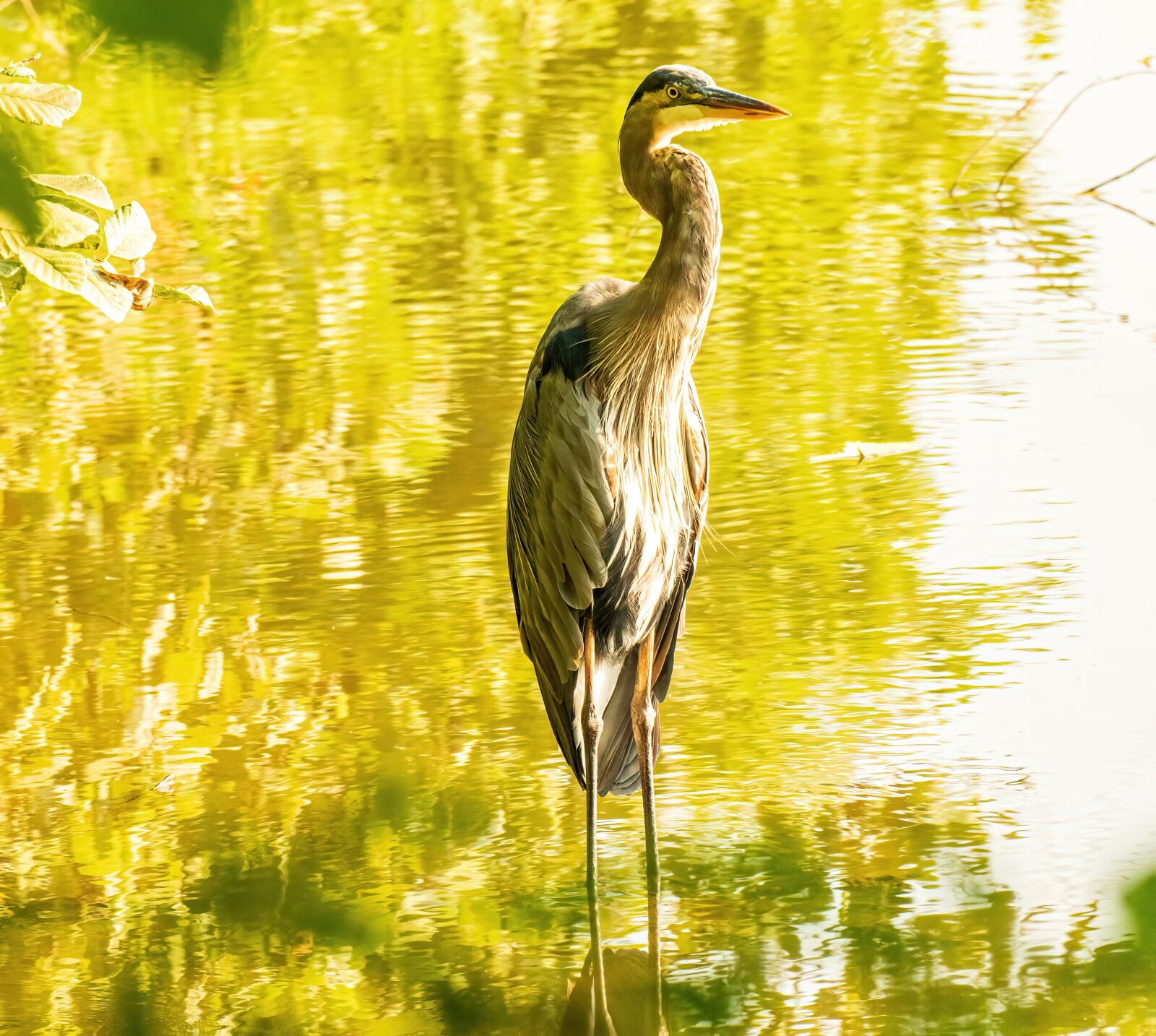 Sony E 70-350mm F4.5-6.3 G OSS sample photo. Great blue heron, heron photography