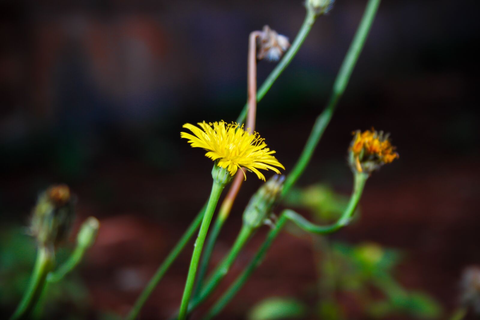 Canon EOS 500D (EOS Rebel T1i / EOS Kiss X3) sample photo. Plants, nature, flower photography